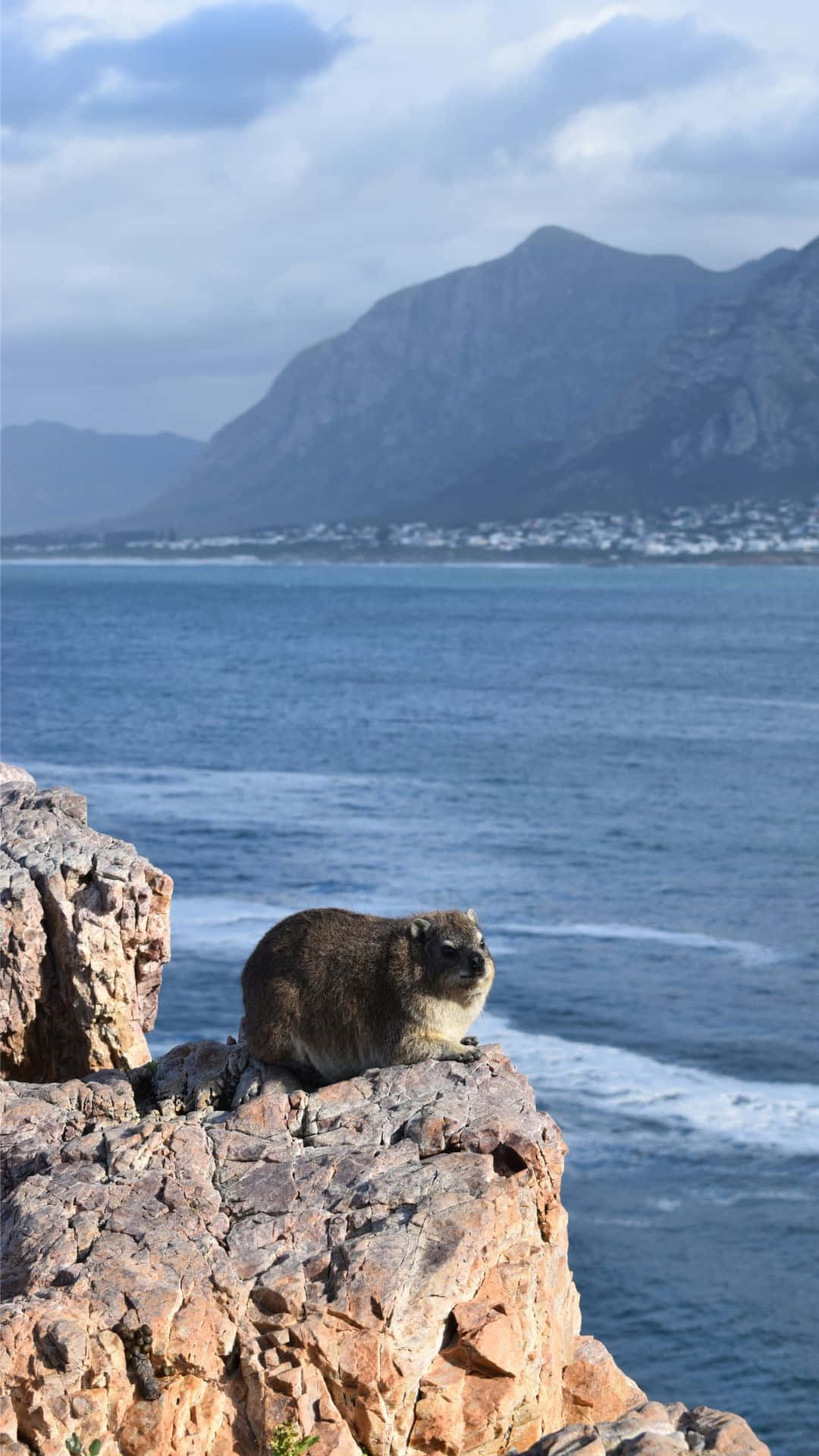 Rock Hyrax, coastal viewpoint, rugged cliff, Full HD Phone Wallpaper