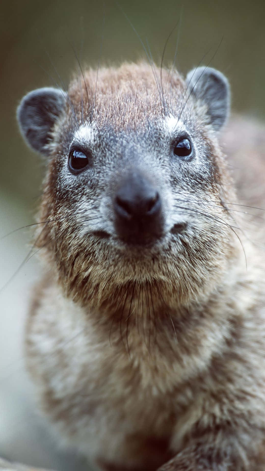 rock hyrax, soft brown fur, curious dark eyes, Full HD Phone Wallpaper