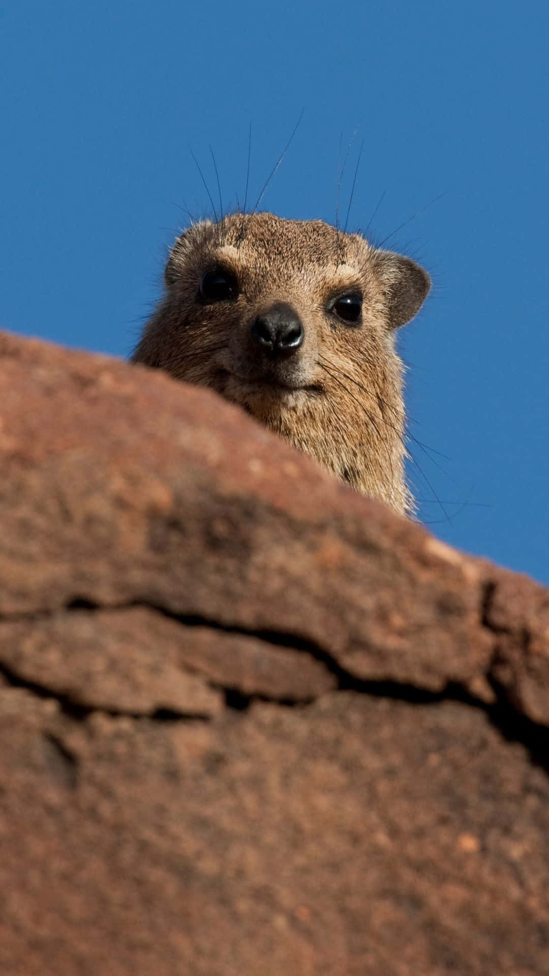 Rock Hyrax, reddish rock, sunlit, Full HD Phone Wallpaper