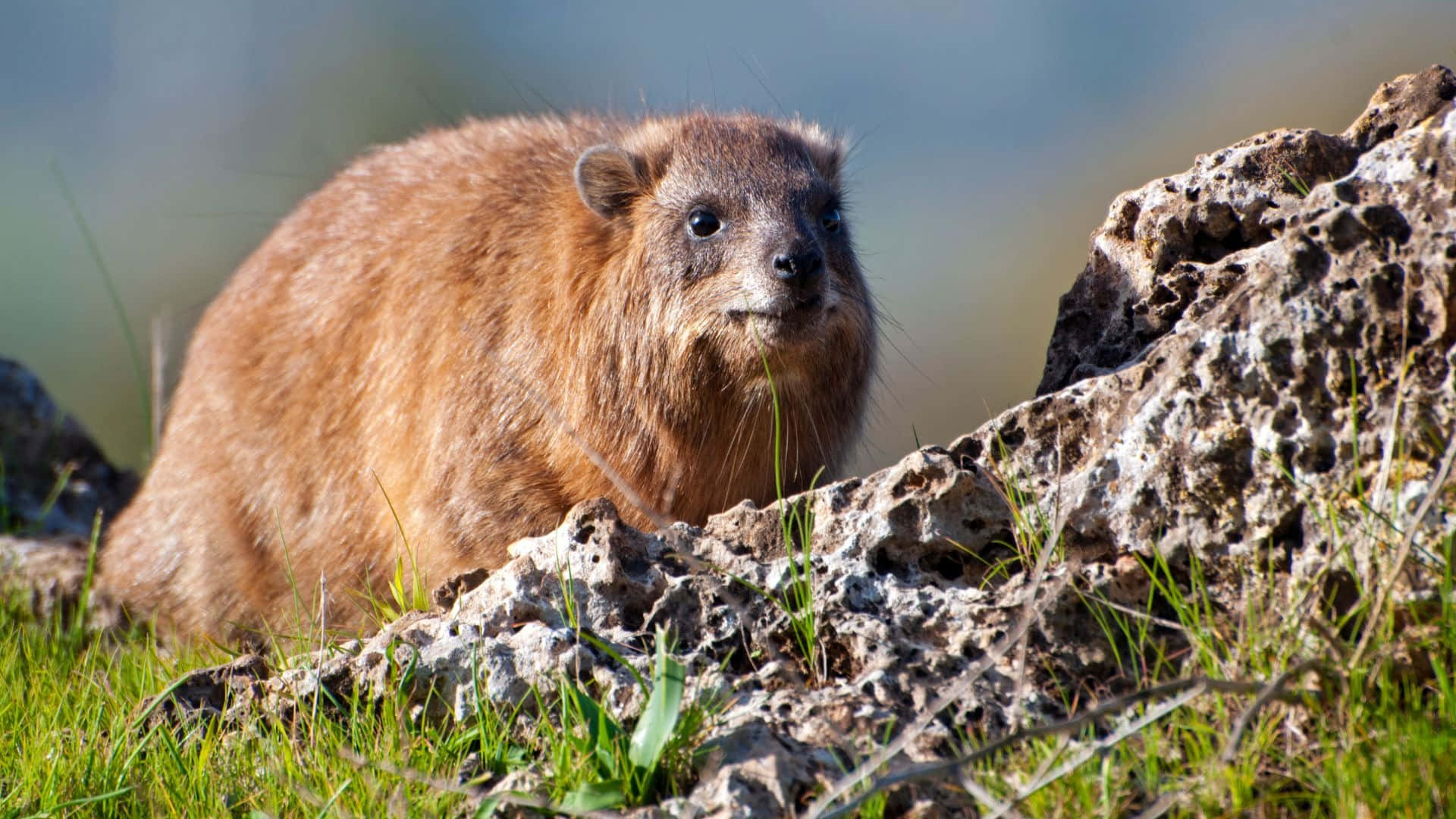 Rock Hyrax, natural habitat, furry brown, Full HD Desktop Wallpaper