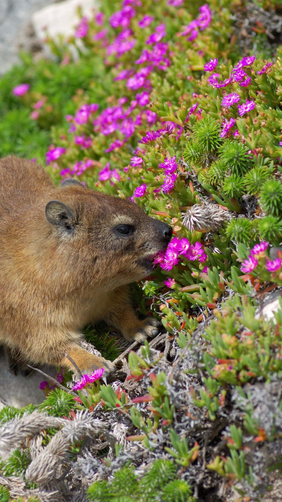 Rock Hyrax, purple flowers, vibrant pink flowers, Full HD Phone Wallpaper