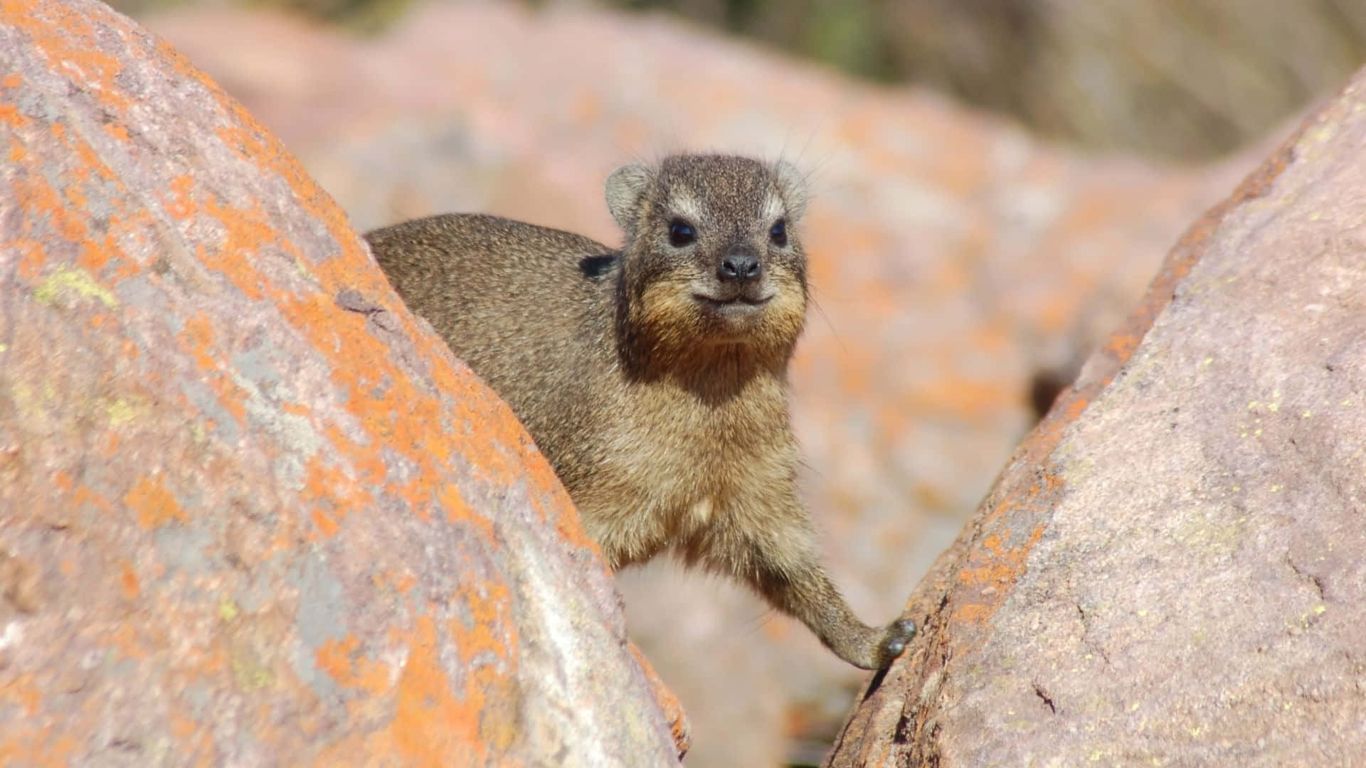 Rock Hyrax, orange boulders, gray boulders, Full HD Desktop Wallpaper