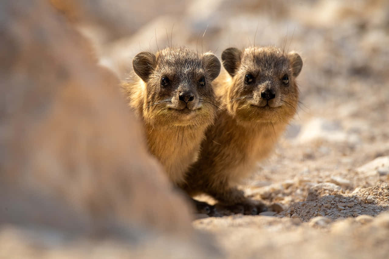 rock hyraxes, boulder, sunlit rocky terrain, HD Desktop Wallpaper