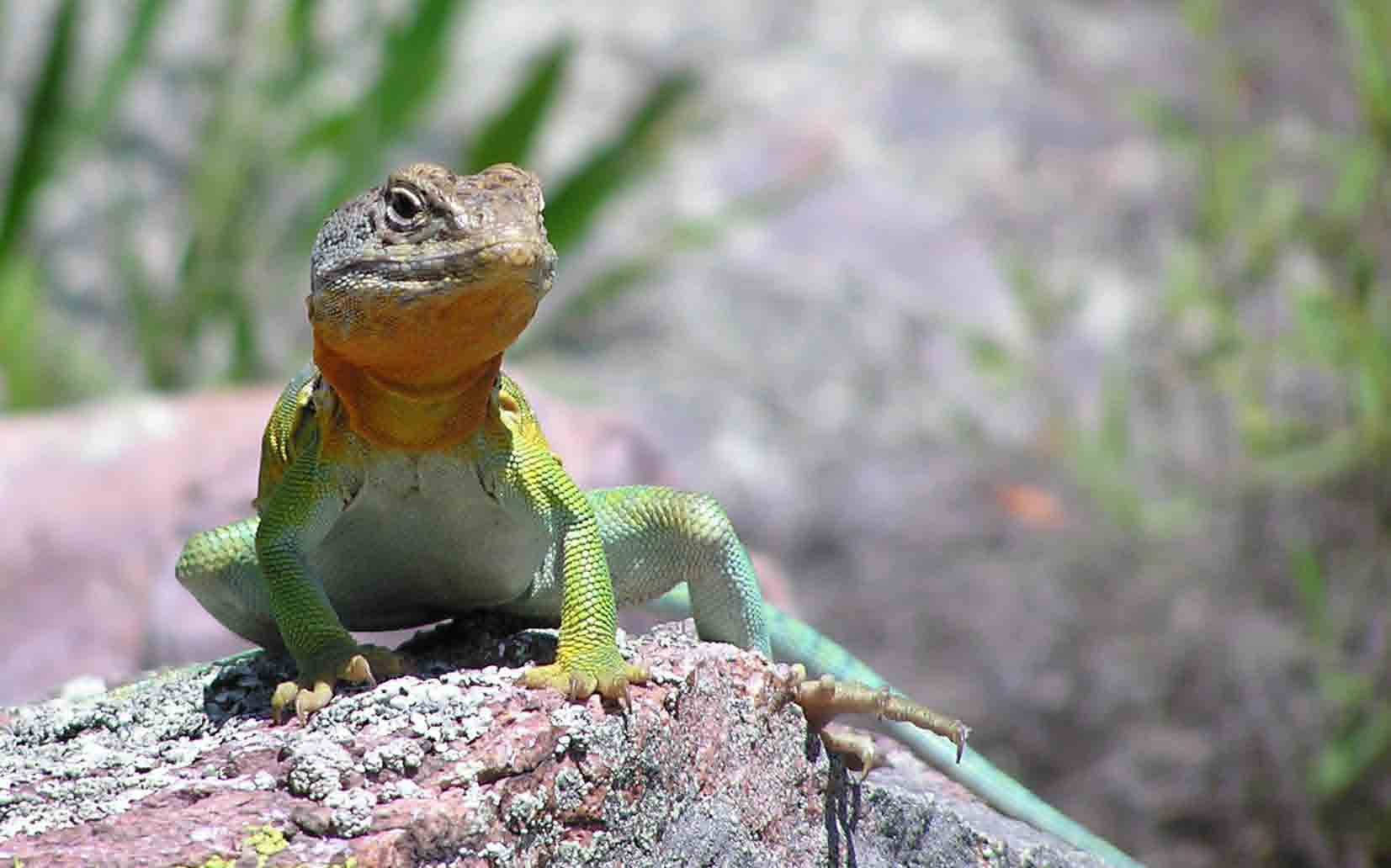 Eastern Collared Lizard, rock, vibrant green, HD Desktop Wallpaper
