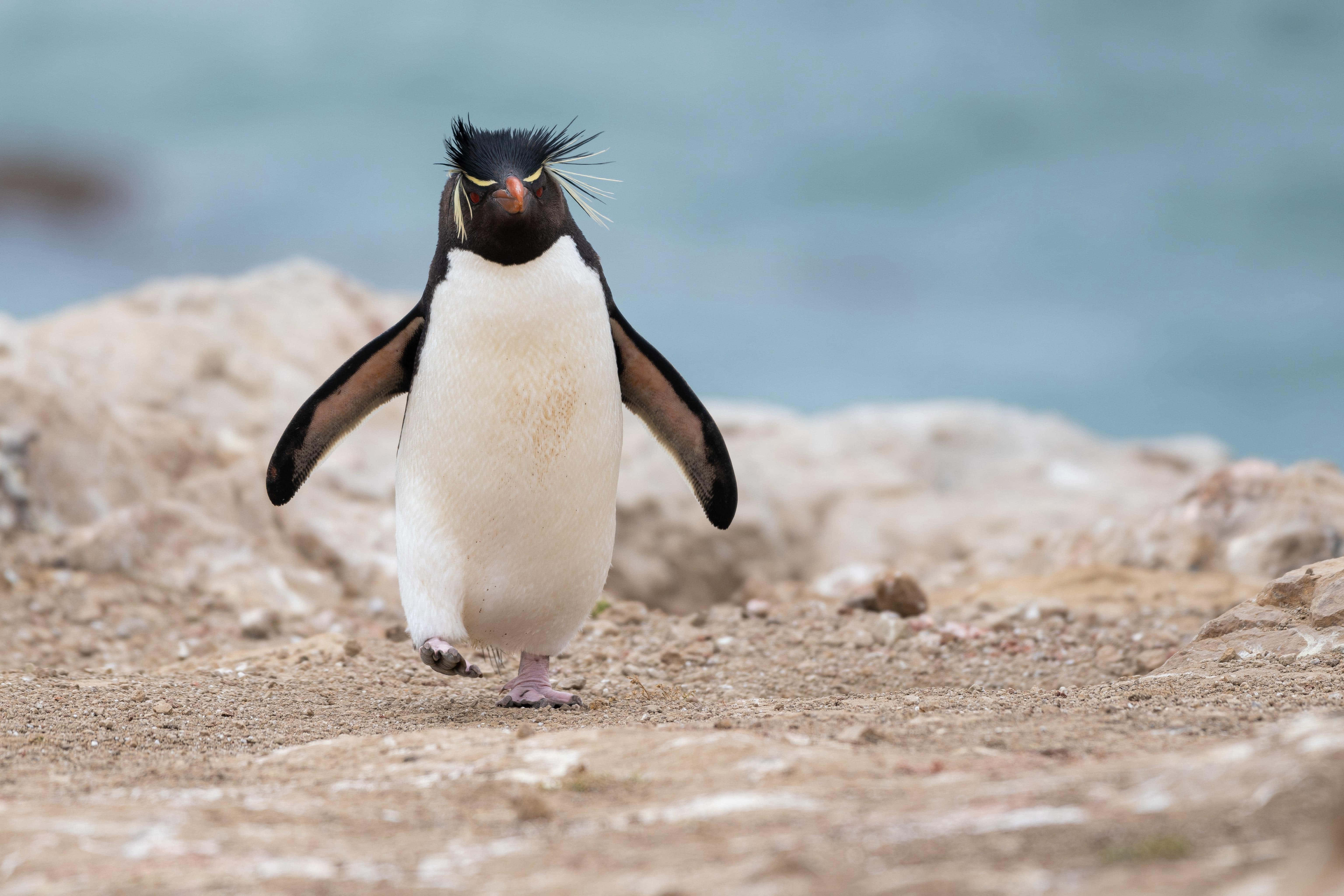 Rockhopper Penguin, shoreline, sunlit rocky shore, 5K Desktop Wallpaper