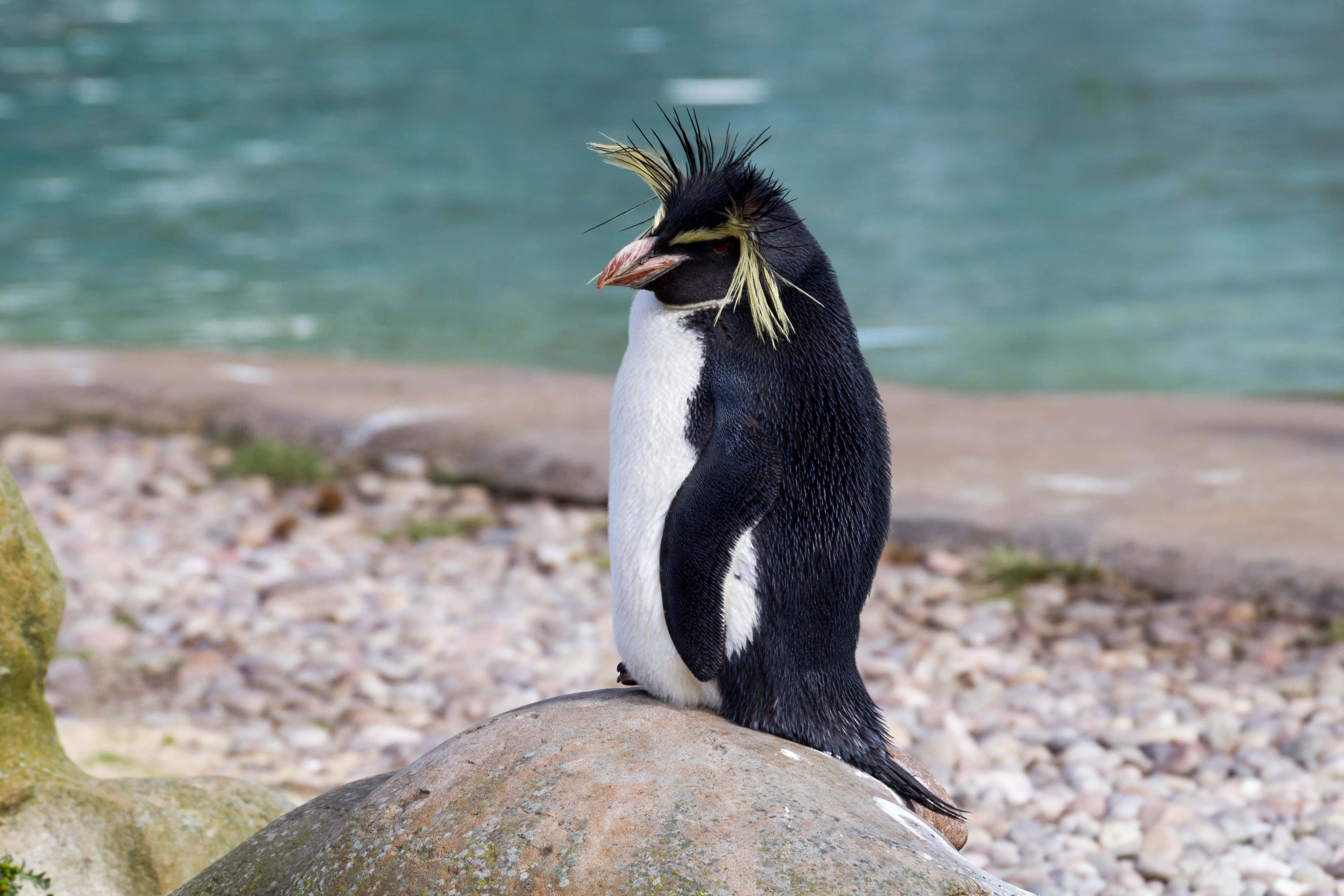 Rockhopper Penguin, coastal rock, mossy rock, 4K Desktop Wallpaper
