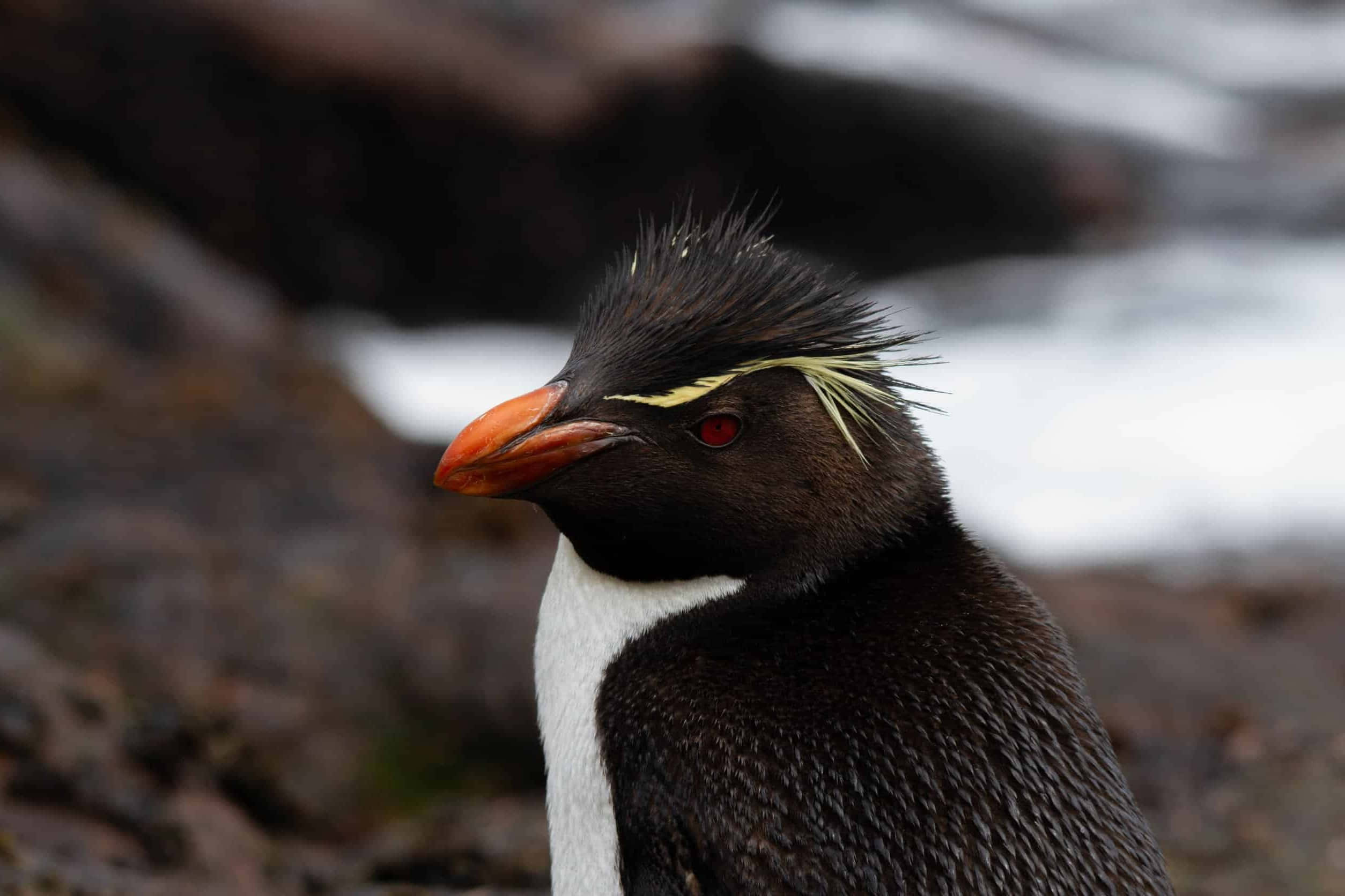 Rockhopper Penguin, bright orange beak, yellow crest, Full HD Desktop Wallpaper