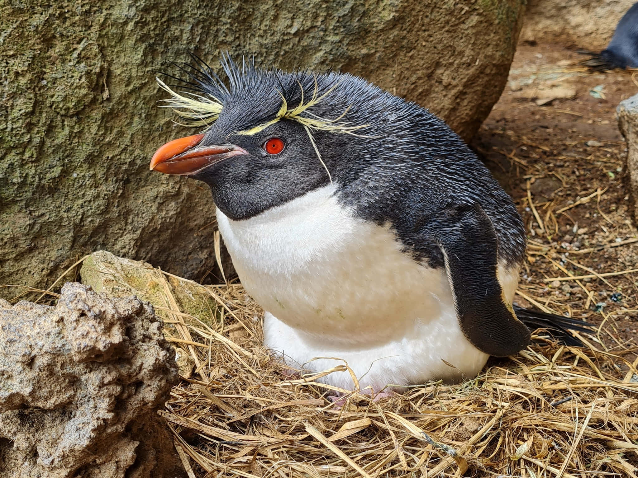 Rockhopper Penguin, bright orange beak, red eyes, Full HD Desktop Wallpaper