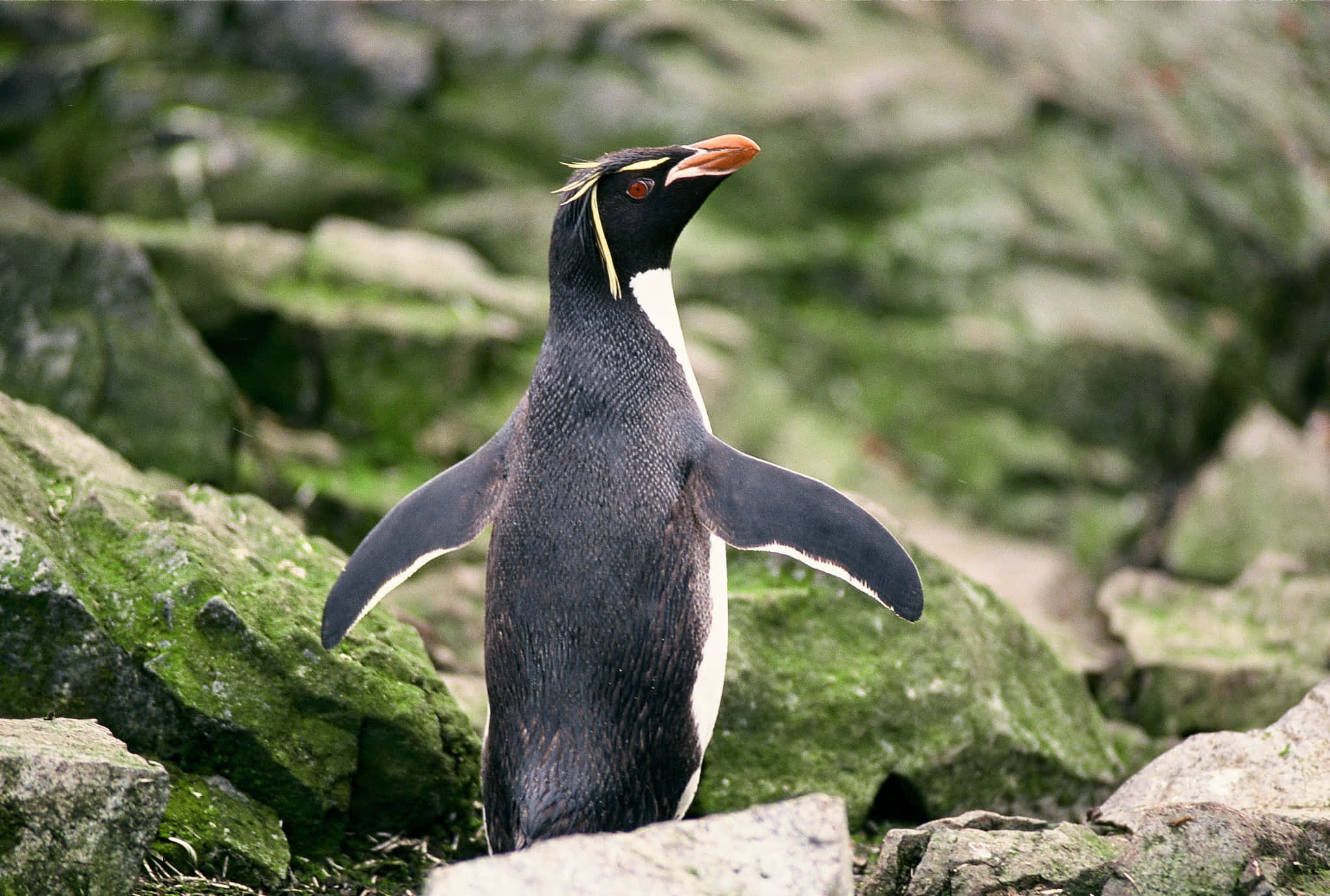 Rockhopper Penguin, mossy rocks, wings slightly spread, Full HD Desktop Wallpaper