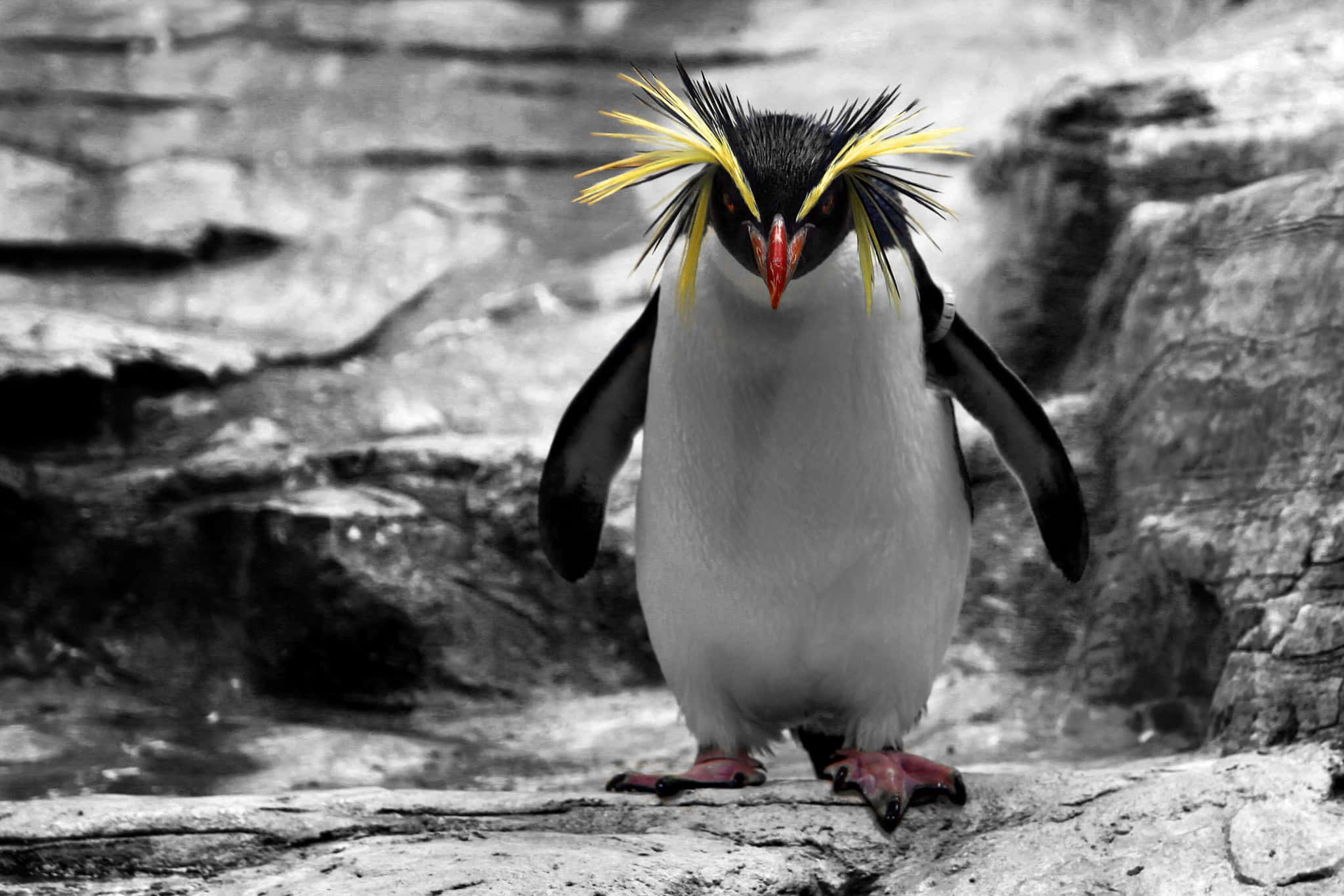 Rockhopper Penguin, yellow crest, red beak, Full HD Desktop Wallpaper