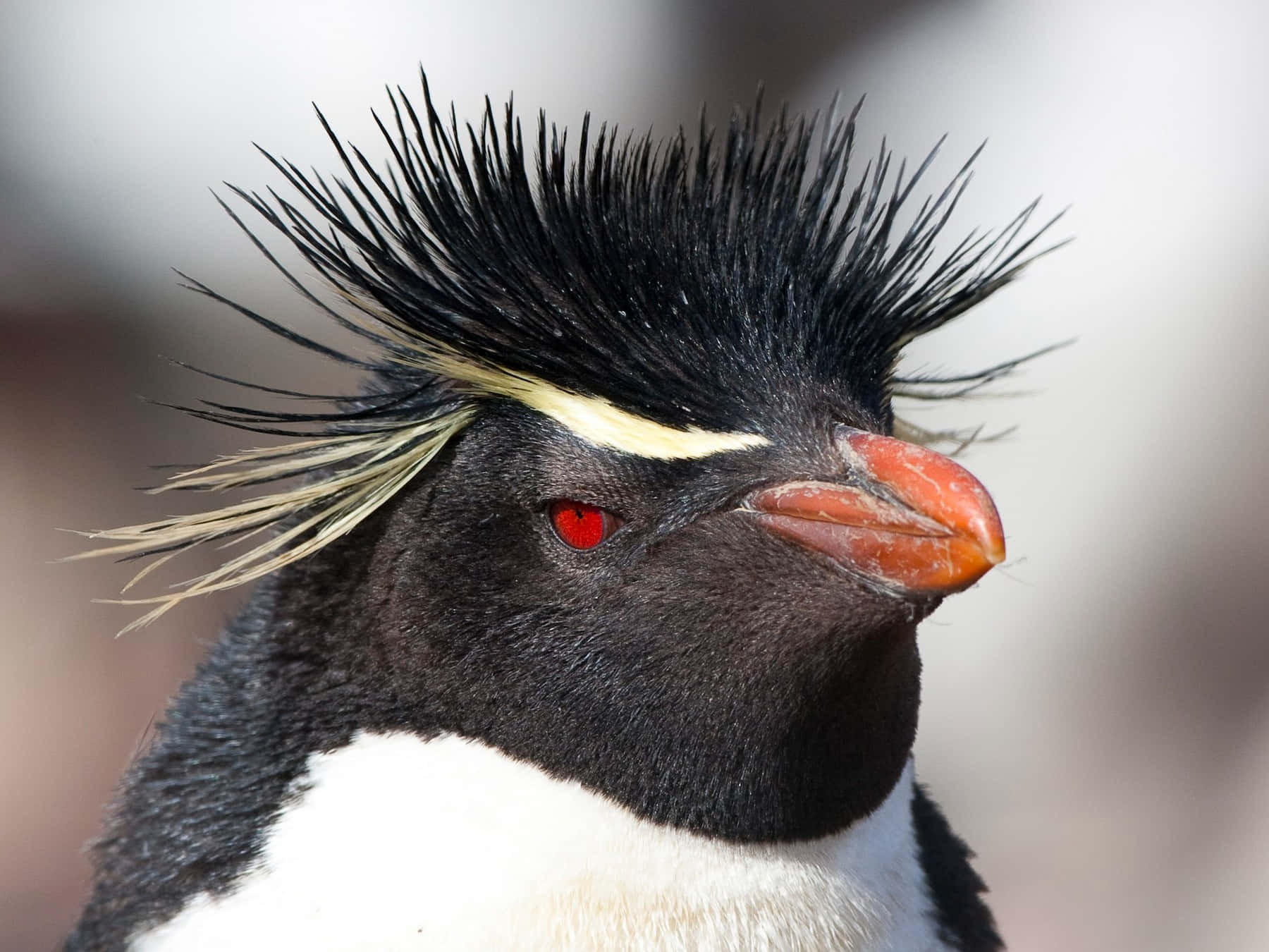 Rockhopper Penguin, spiky black crest, yellow stripe, HD Desktop Wallpaper
