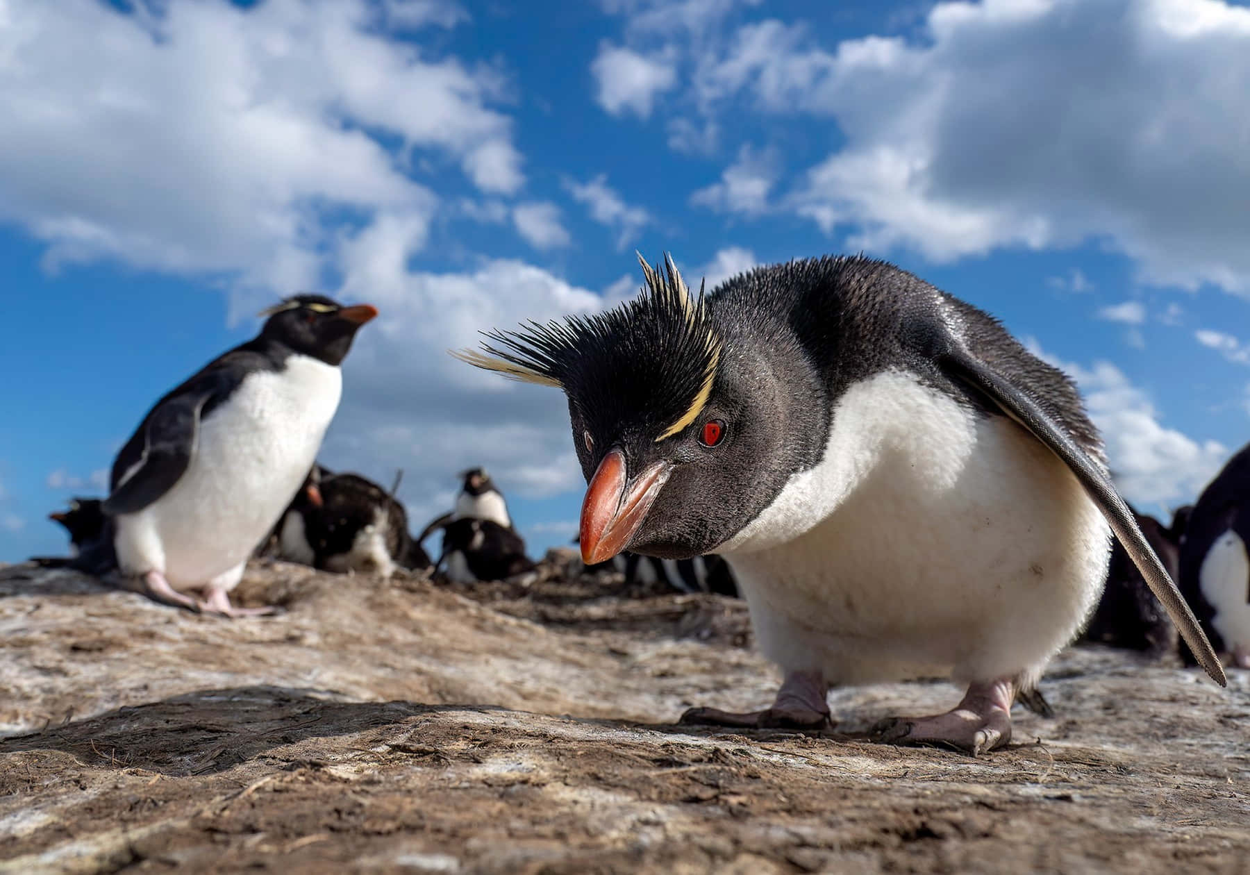 Rockhopper Penguin, spiky yellow crest, red eyes, HD Desktop Wallpaper