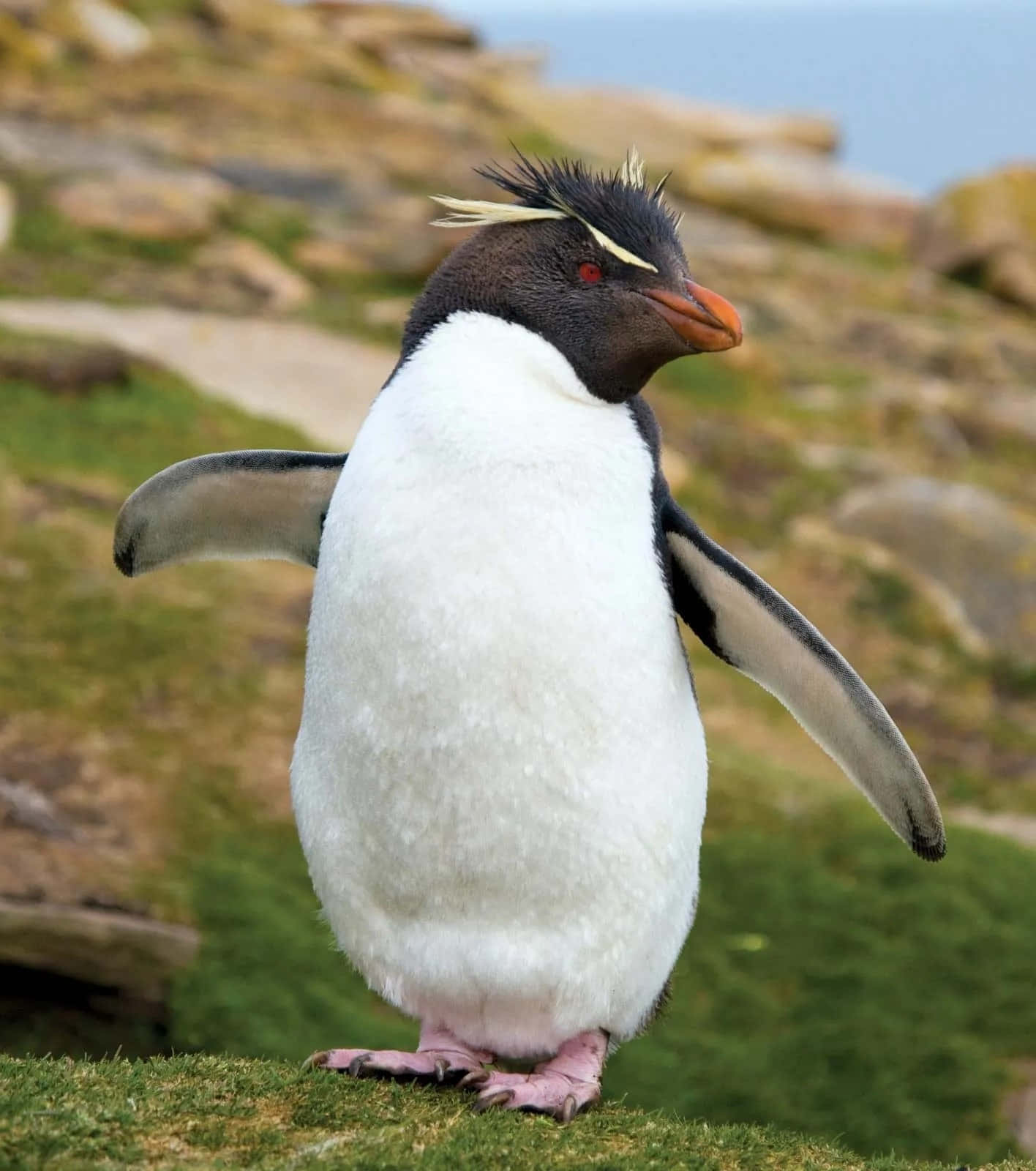 Rockhopper Penguin, grassy cliffside, wings slightly spread, HD Phone Wallpaper