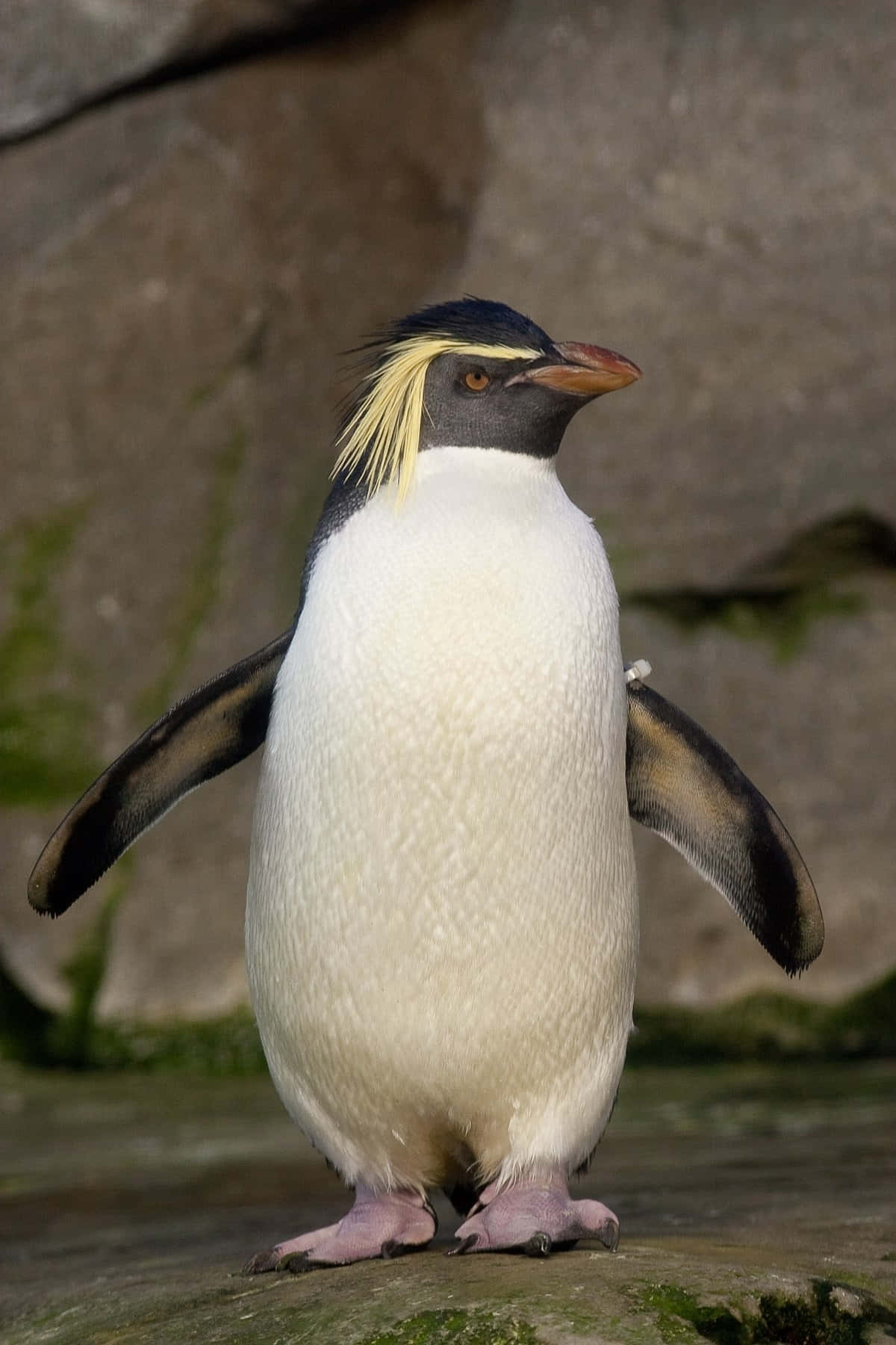 Rockhopper Penguin, yellow-crested, mossy stone, HD Phone Wallpaper