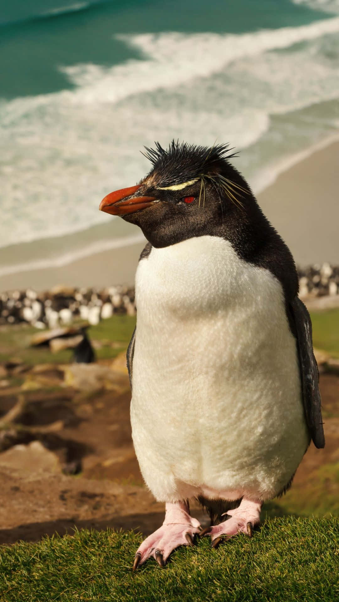 Rockhopper Penguin, grassy cliffs, crashing ocean waves, Full HD Phone Wallpaper