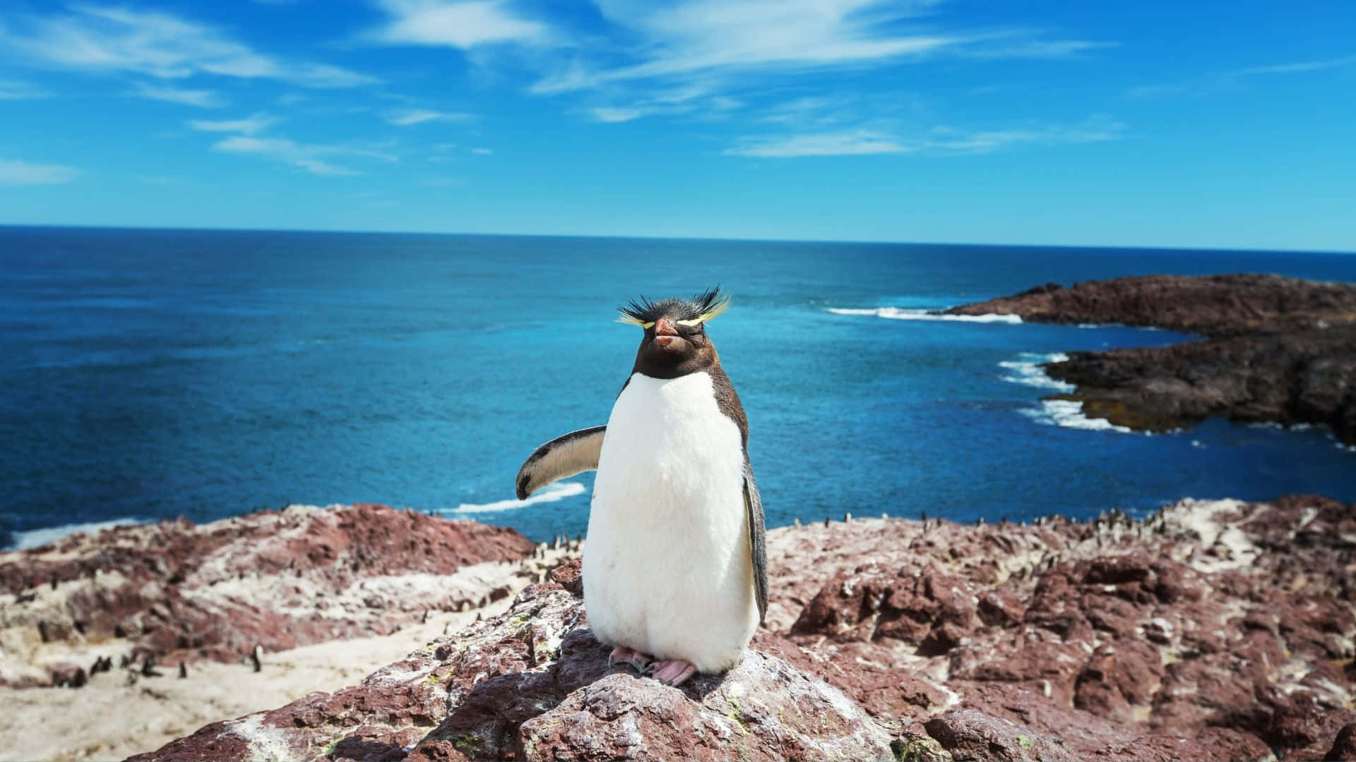 Rockhopper Penguin, red rock, blue ocean, Full HD Desktop Wallpaper