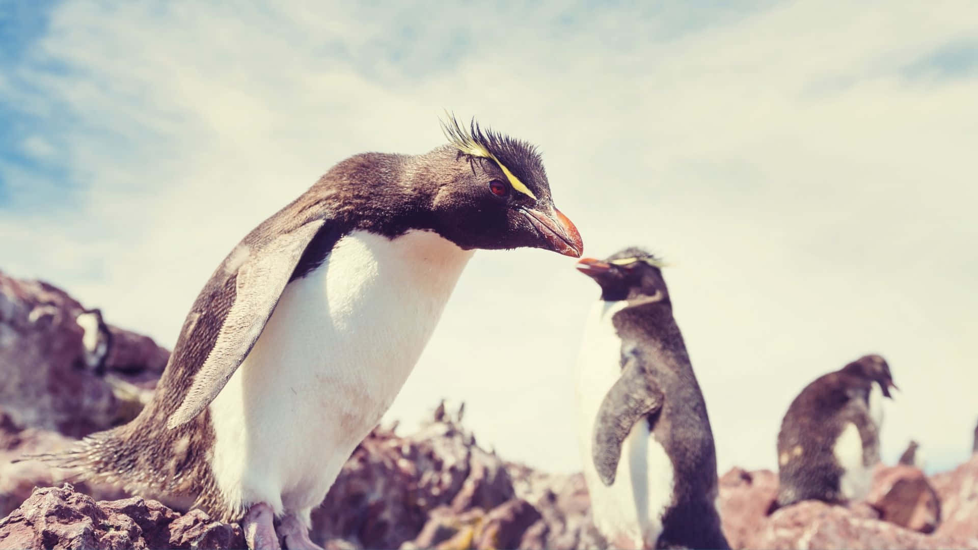 Rockhopper Penguin, sunlit rocky shore, soft sky backdrop, Full HD Desktop Wallpaper