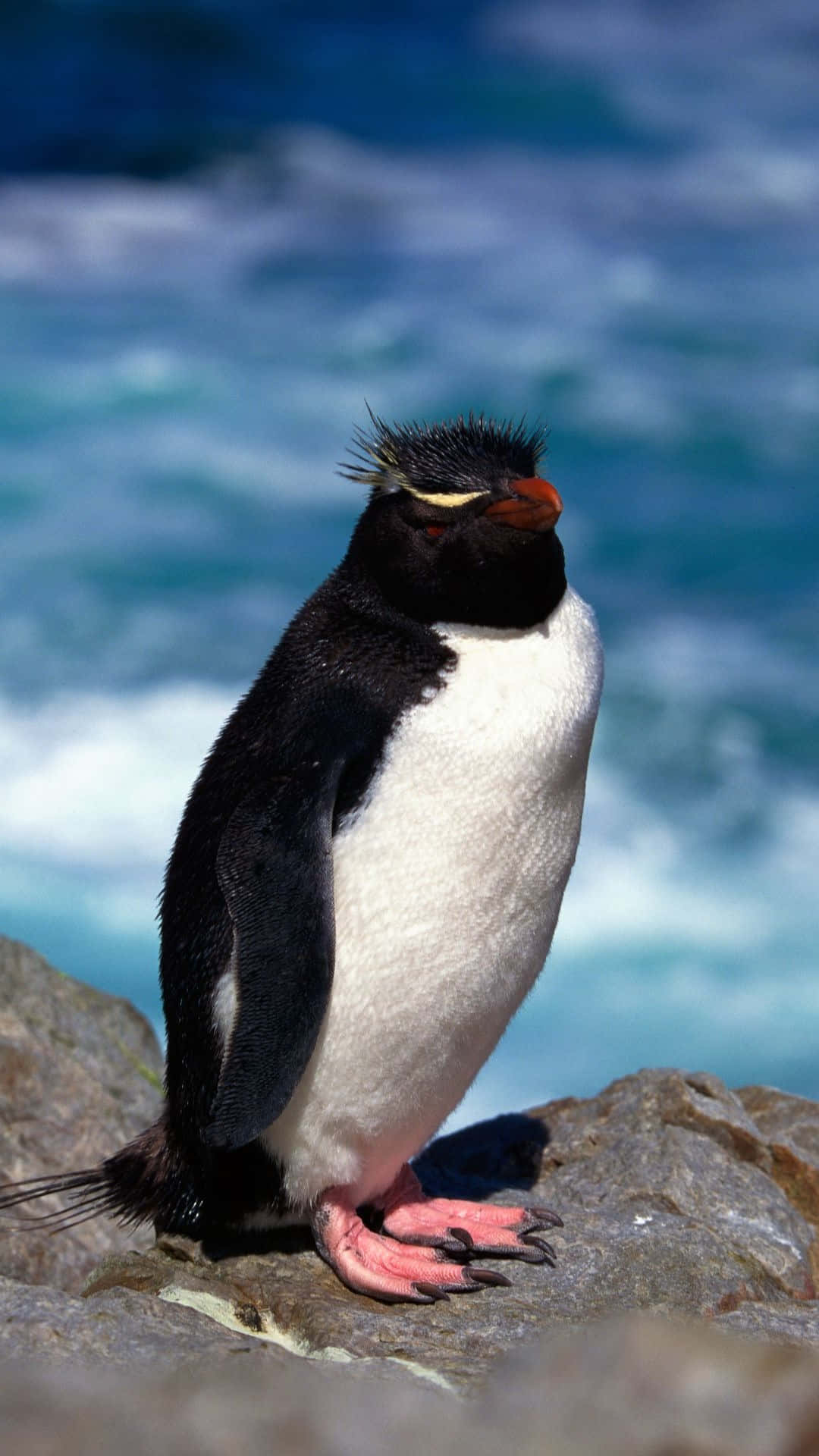 Rockhopper Penguin, turquoise ocean, sunlit rock, Full HD Phone Wallpaper