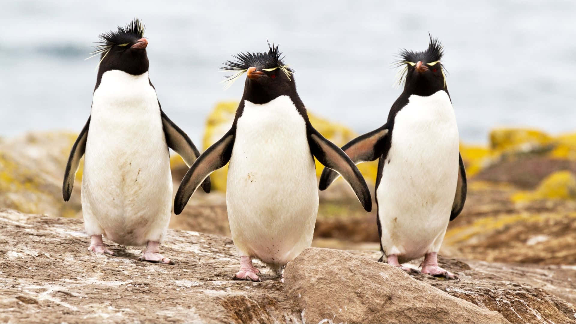 Rockhopper Penguin, trio, rocky shore, Full HD Desktop Wallpaper