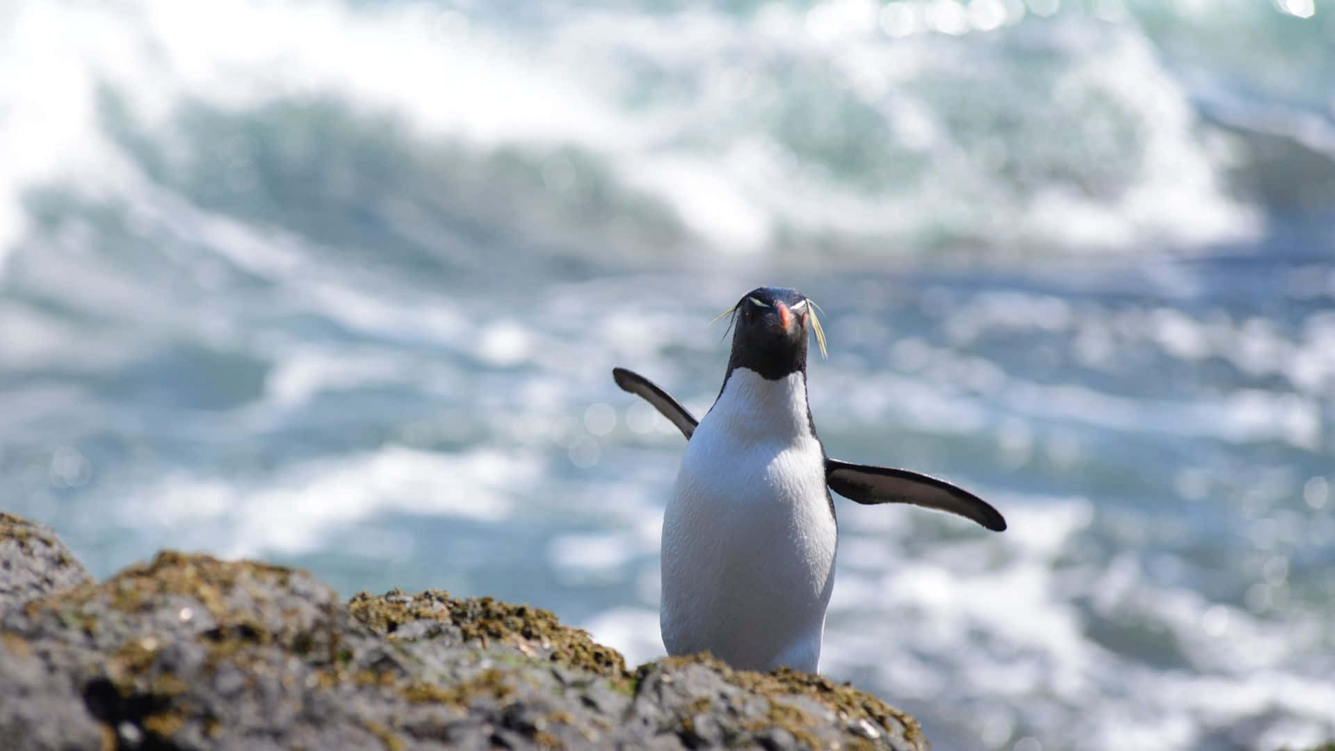 Rockhopper Penguin, ocean, mossy rock, Full HD Desktop Wallpaper