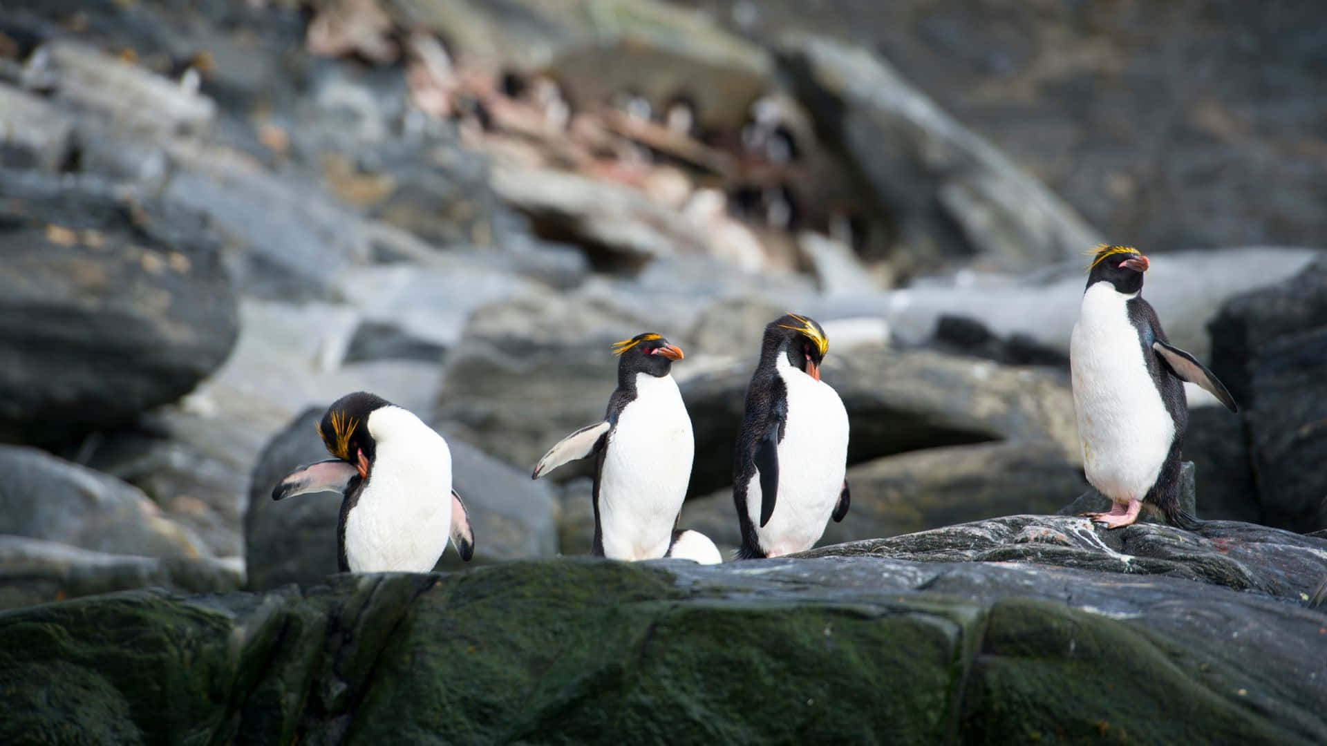 Rockhopper Penguin, yellow-crowned penguins, mossy rocks, Full HD Desktop Wallpaper