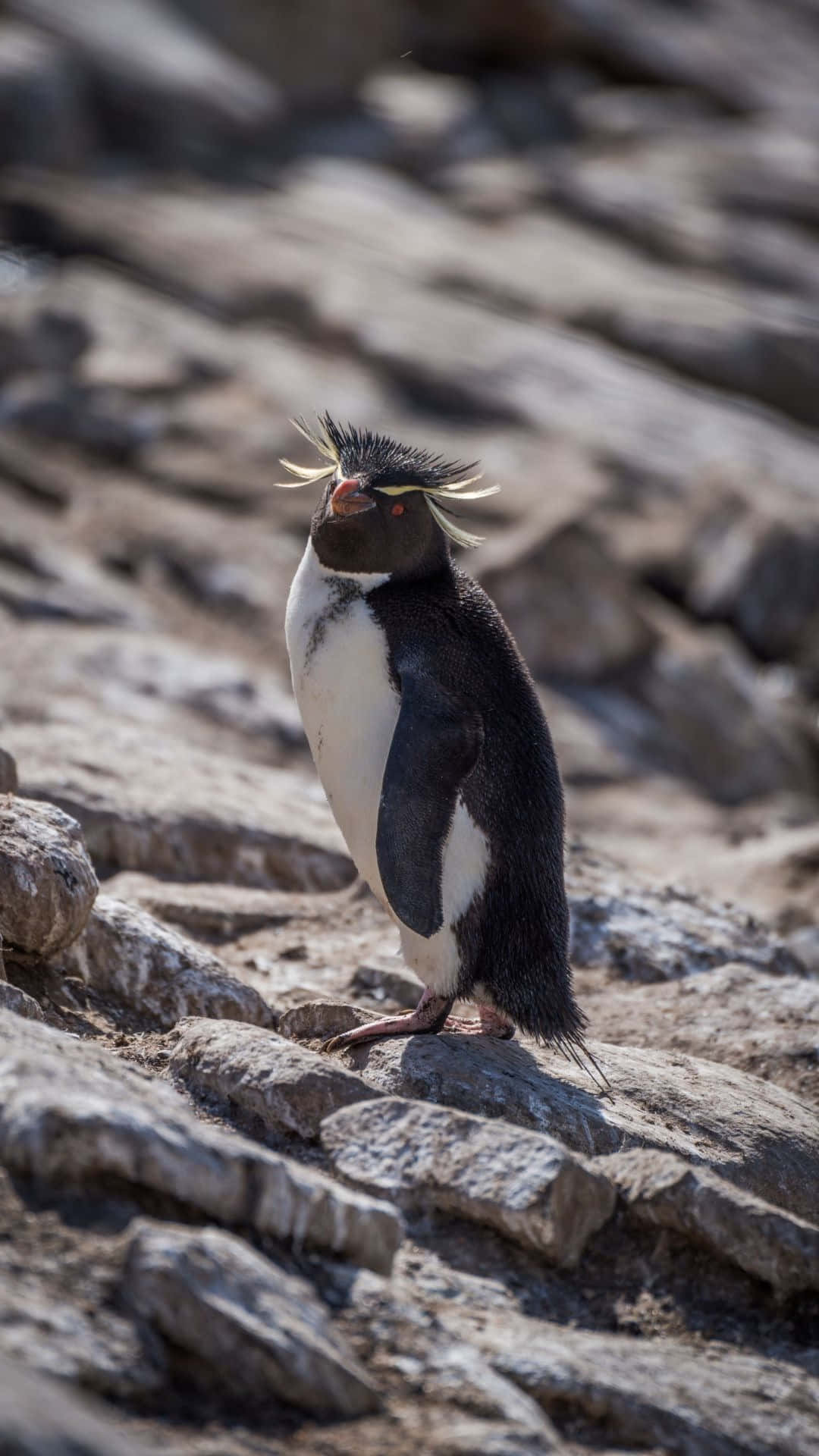 Rockhopper Penguin, gray rocks, sunlit, Full HD Phone Wallpaper