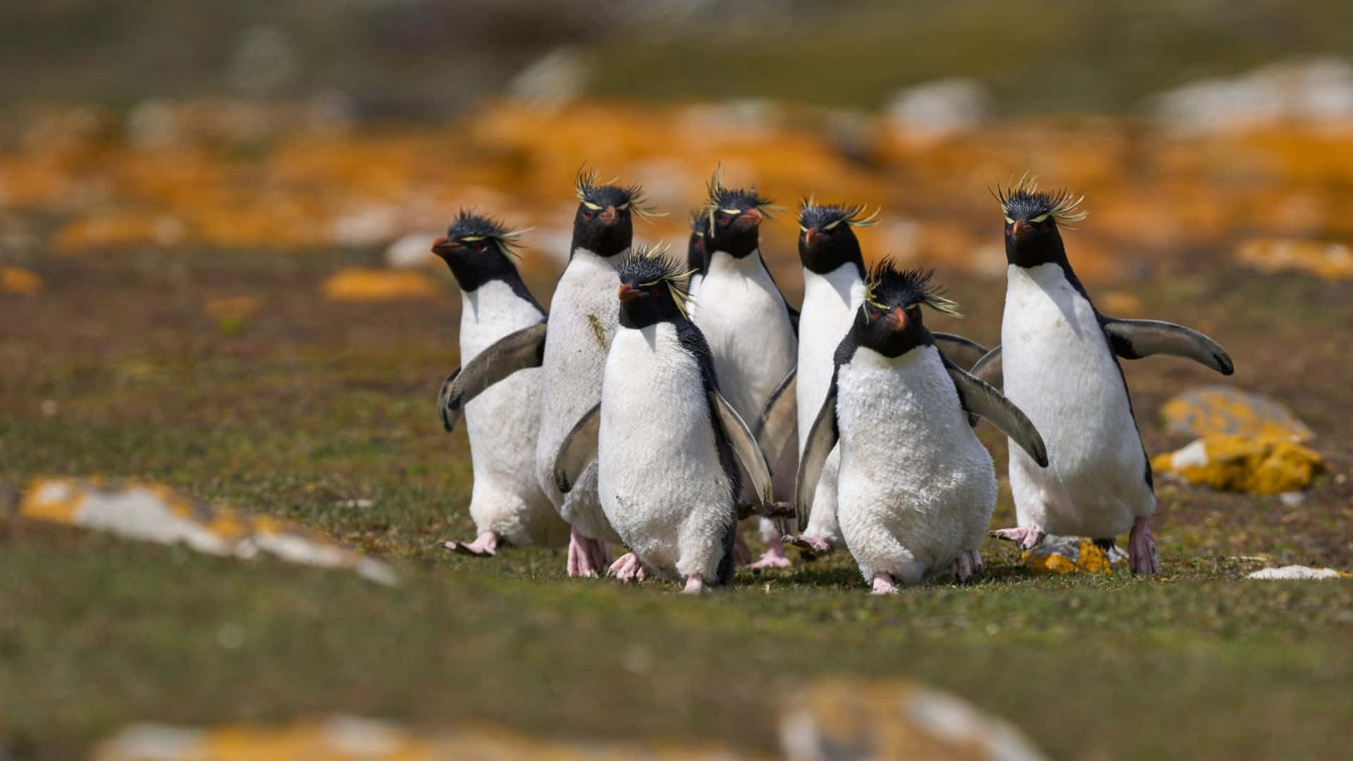 Rockhopper Penguin, distinctive crests, grassy terrain, Full HD Desktop Wallpaper