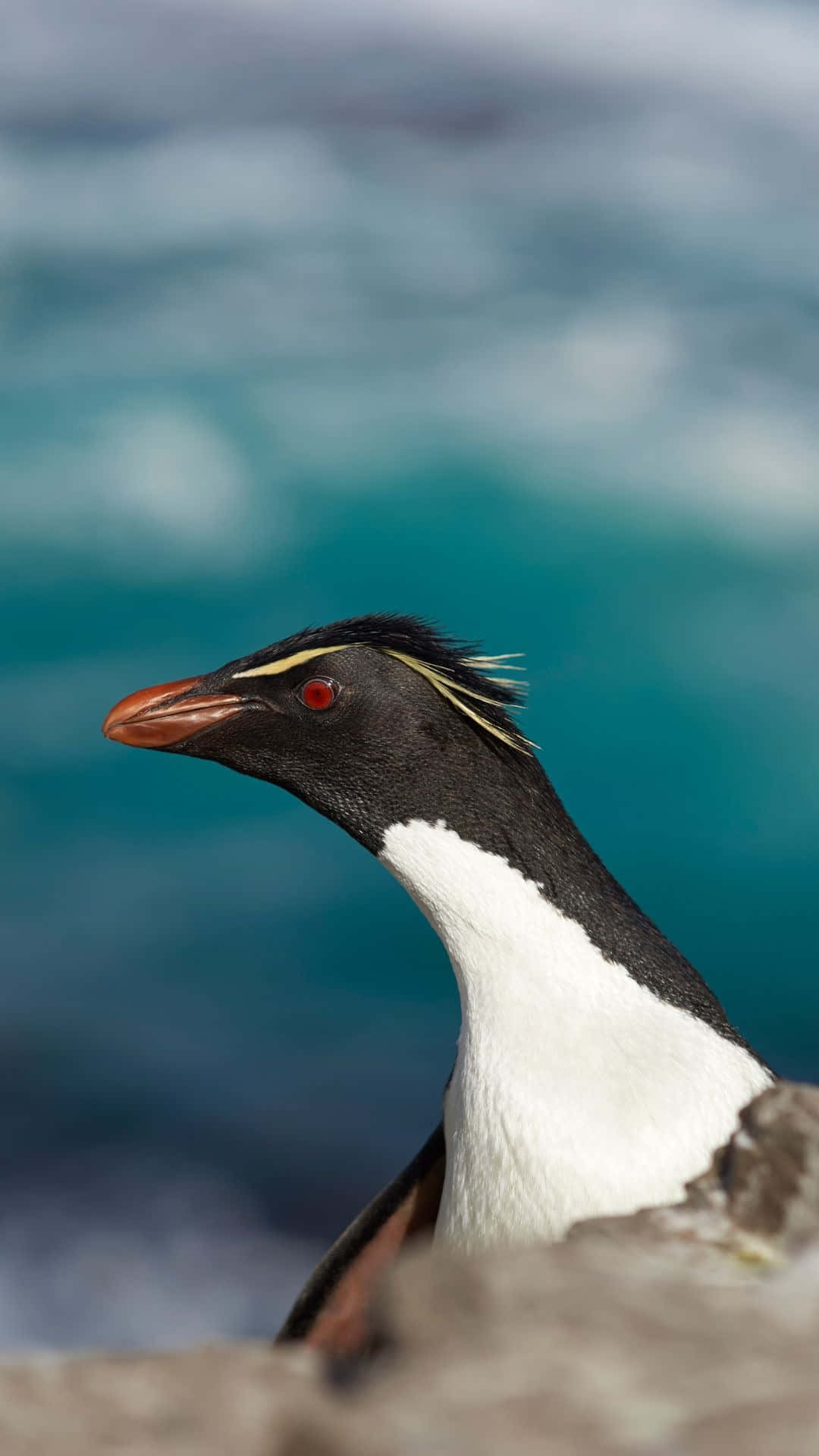 Rockhopper Penguin, rocky outcrop, turquoise ocean waves, Full HD Phone Wallpaper