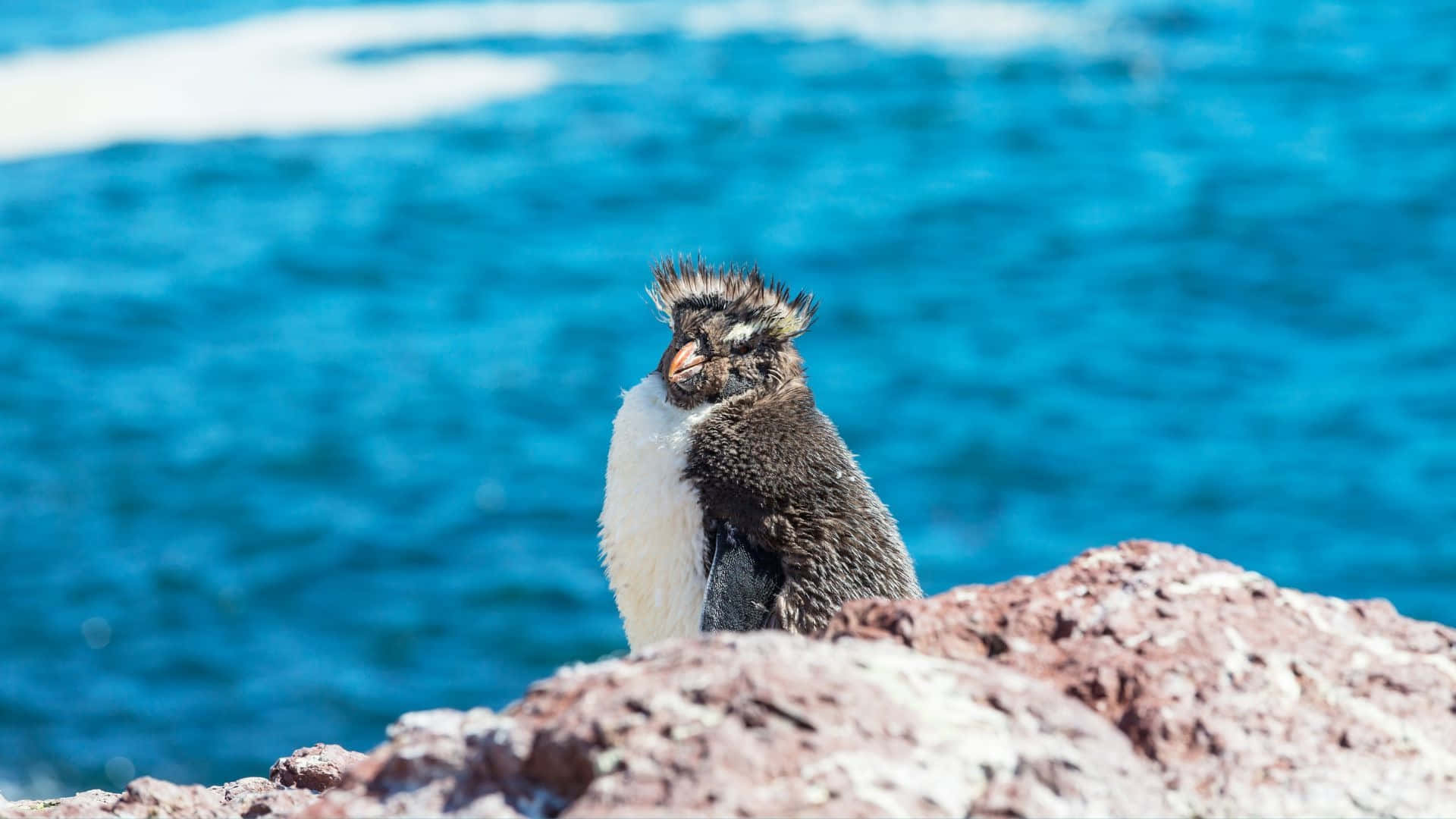 Rockhopper Penguin, seaside perch, reddish rock, Full HD Desktop Wallpaper