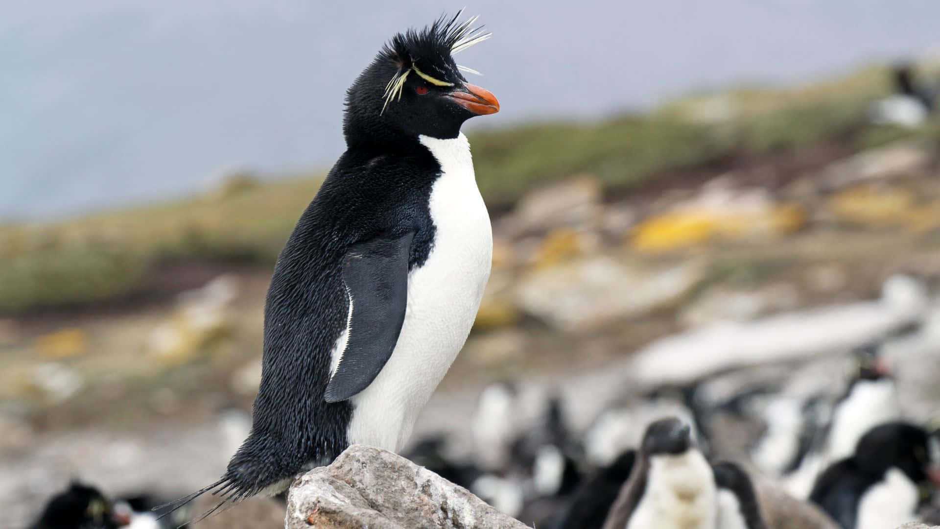 Rockhopper Penguin, mossy cliff, colony of penguins, Full HD Desktop Wallpaper