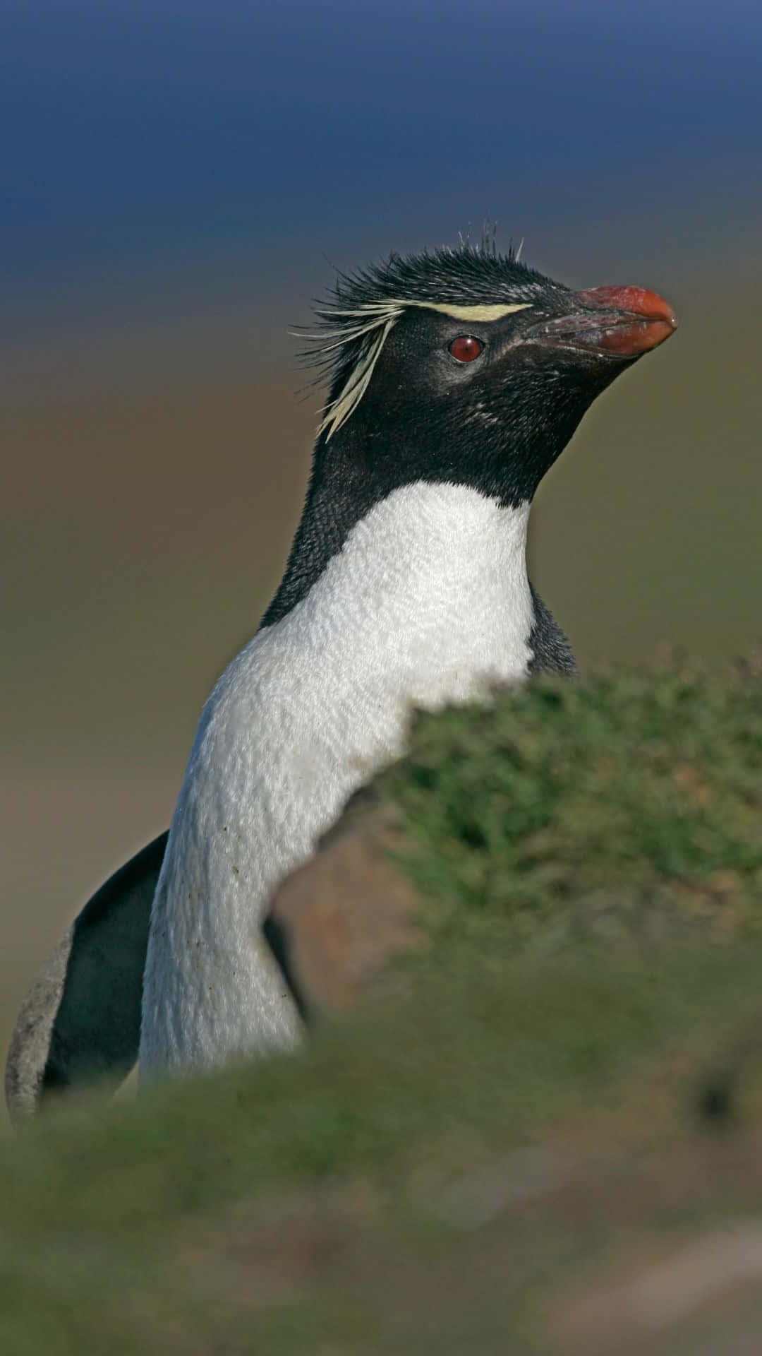 Rockhopper Penguin, bright orange beak, yellow crest, Full HD Phone Wallpaper