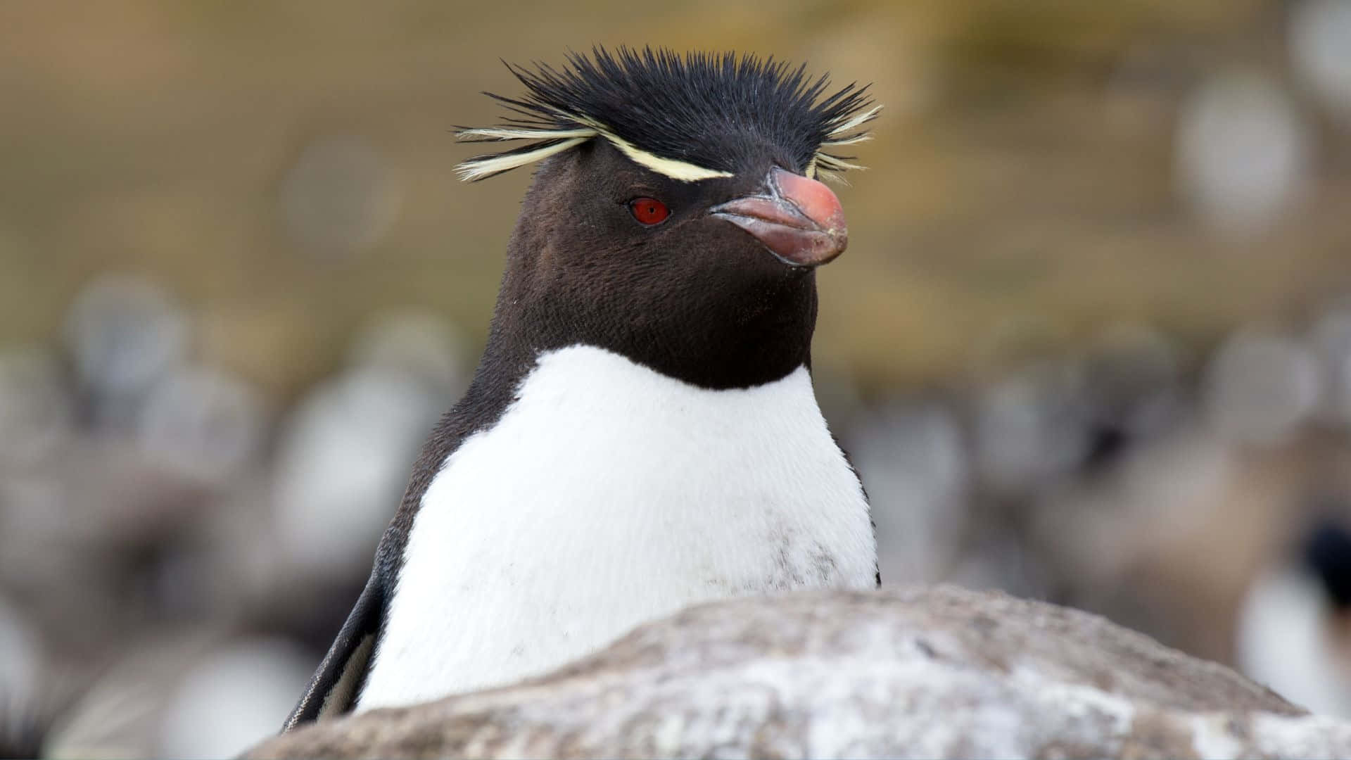 Rockhopper Penguin, spiky black and yellow crest, red eyes, Full HD Desktop Wallpaper