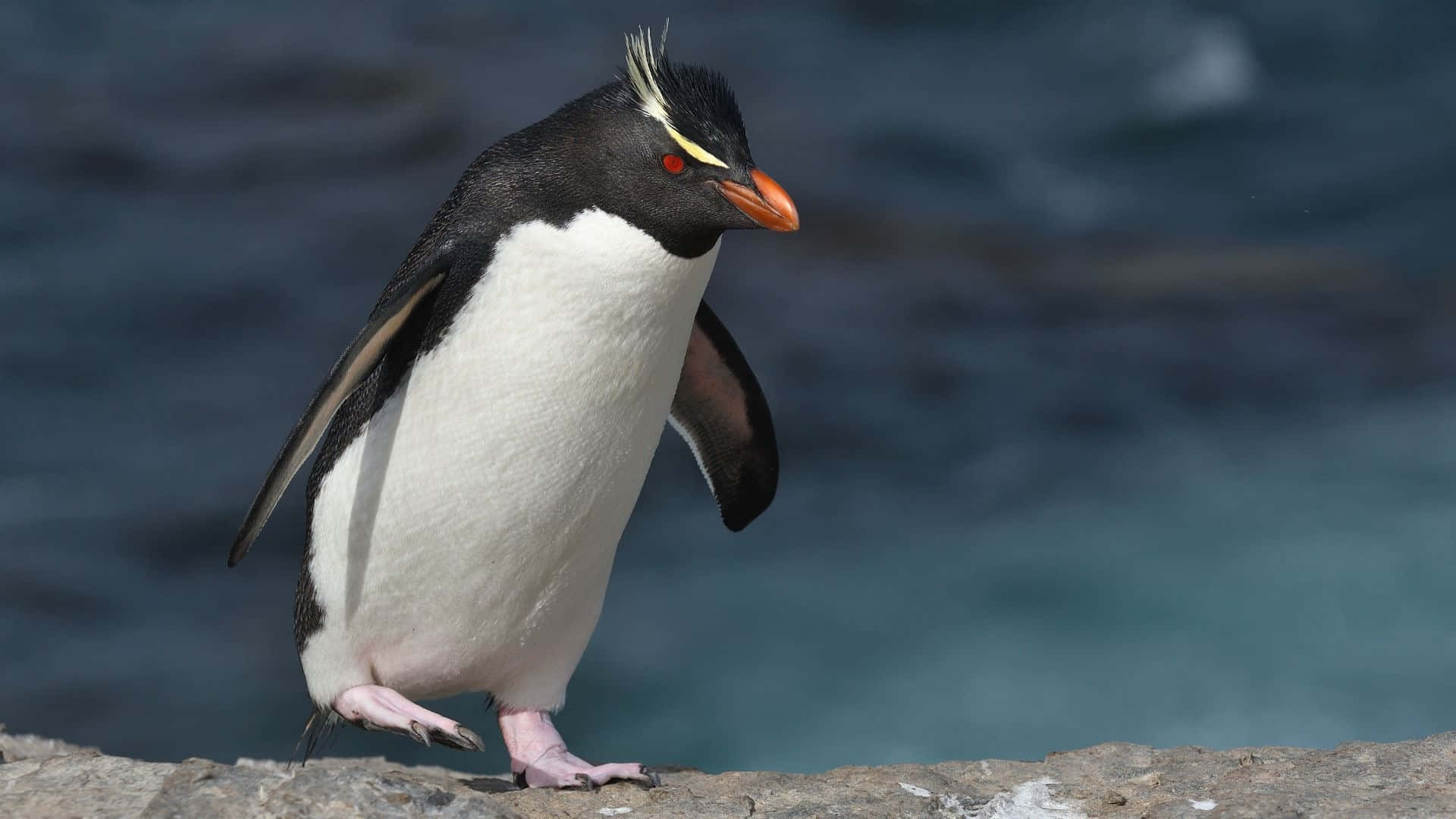 Rockhopper Penguin, rocky shore, blurred ocean waves, Full HD Desktop Wallpaper