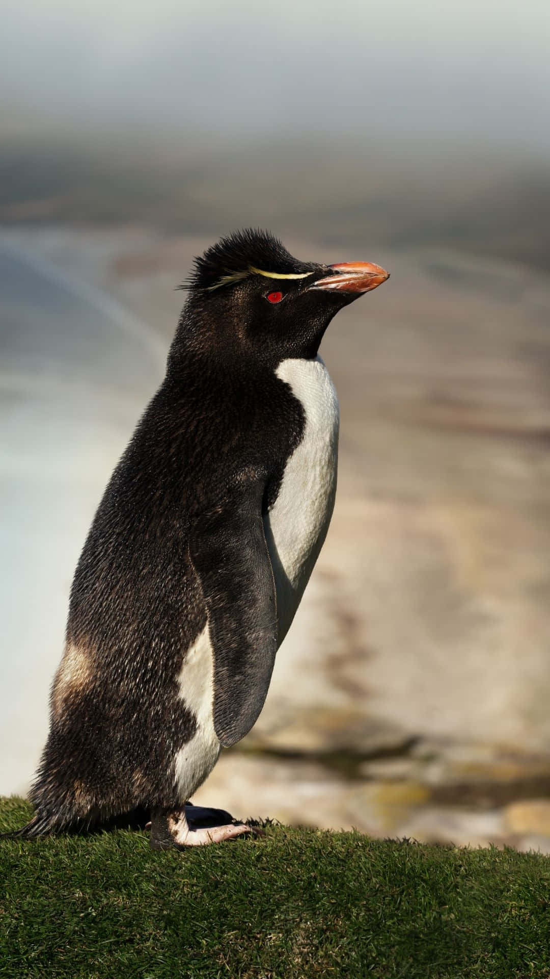 Rockhopper Penguin, grassy cliff edge, misty ocean horizon, Full HD Phone Wallpaper