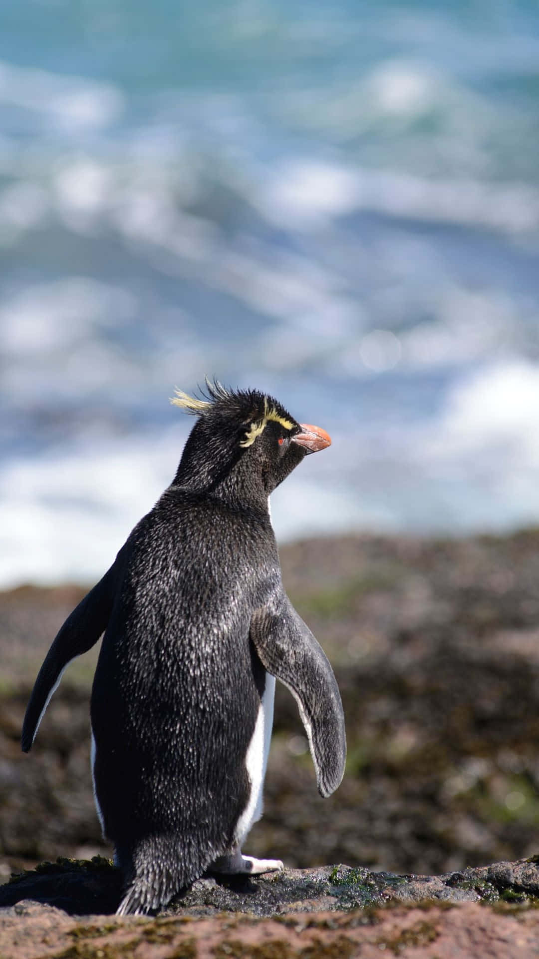Rockhopper Penguin, mossy cliff, crashing ocean waves, Full HD Phone Wallpaper
