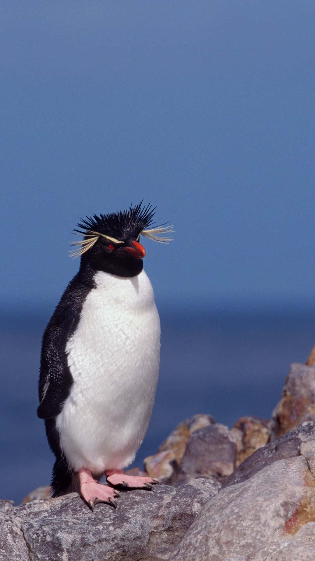 Rockhopper Penguin, rocks, sunlit rocky outcrop, Full HD Phone Wallpaper