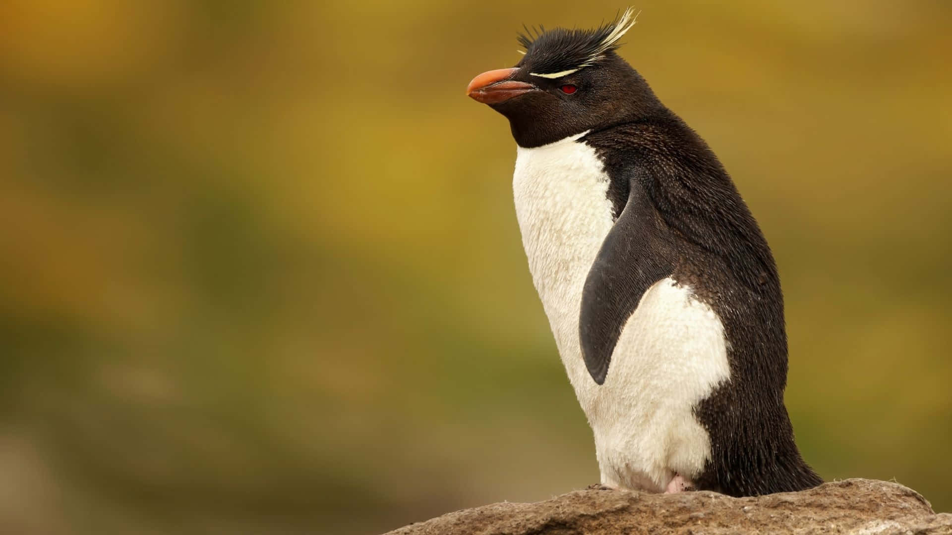 Rockhopper Penguin, rugged stone, soft golden blurred background, Full HD Desktop Wallpaper