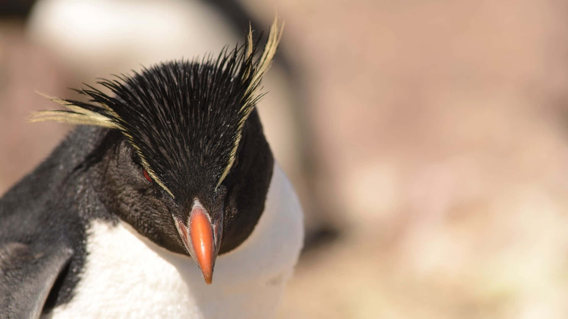 Rockhopper Penguin, spiky black and yellow crest, orange beak, Full HD Desktop Wallpaper