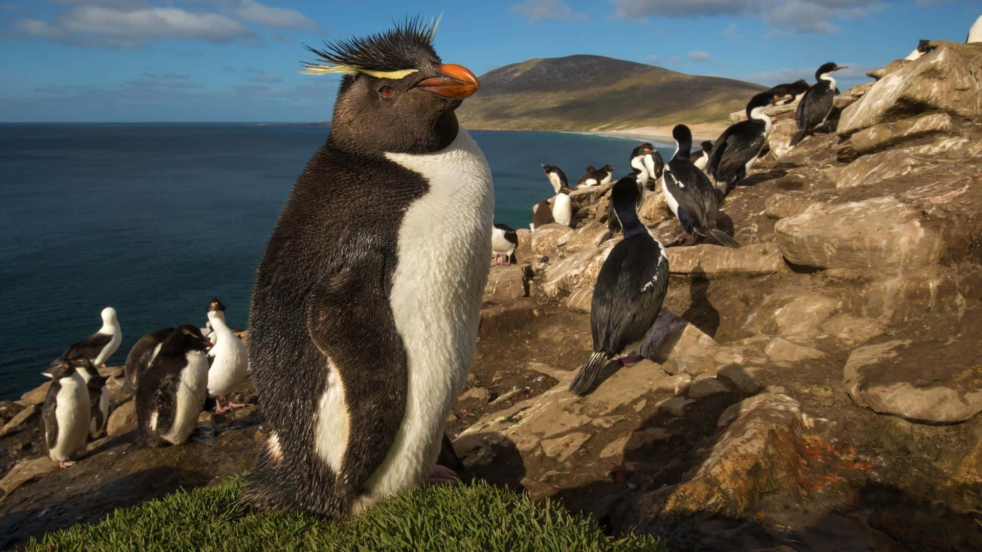 Rockhopper Penguin, colony, coastline, Full HD Desktop Wallpaper