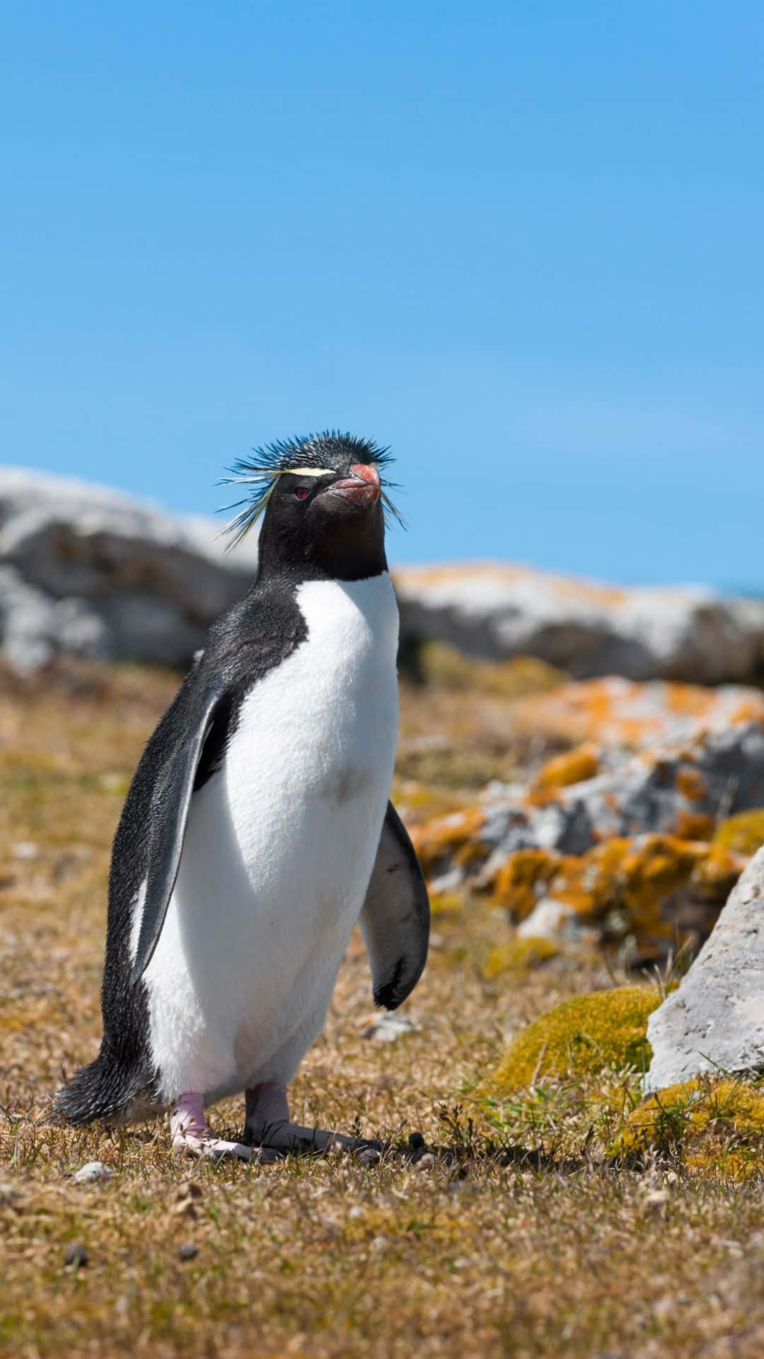 Rockhopper Penguin, grassy terrain, mossy rocks, Full HD Phone Wallpaper