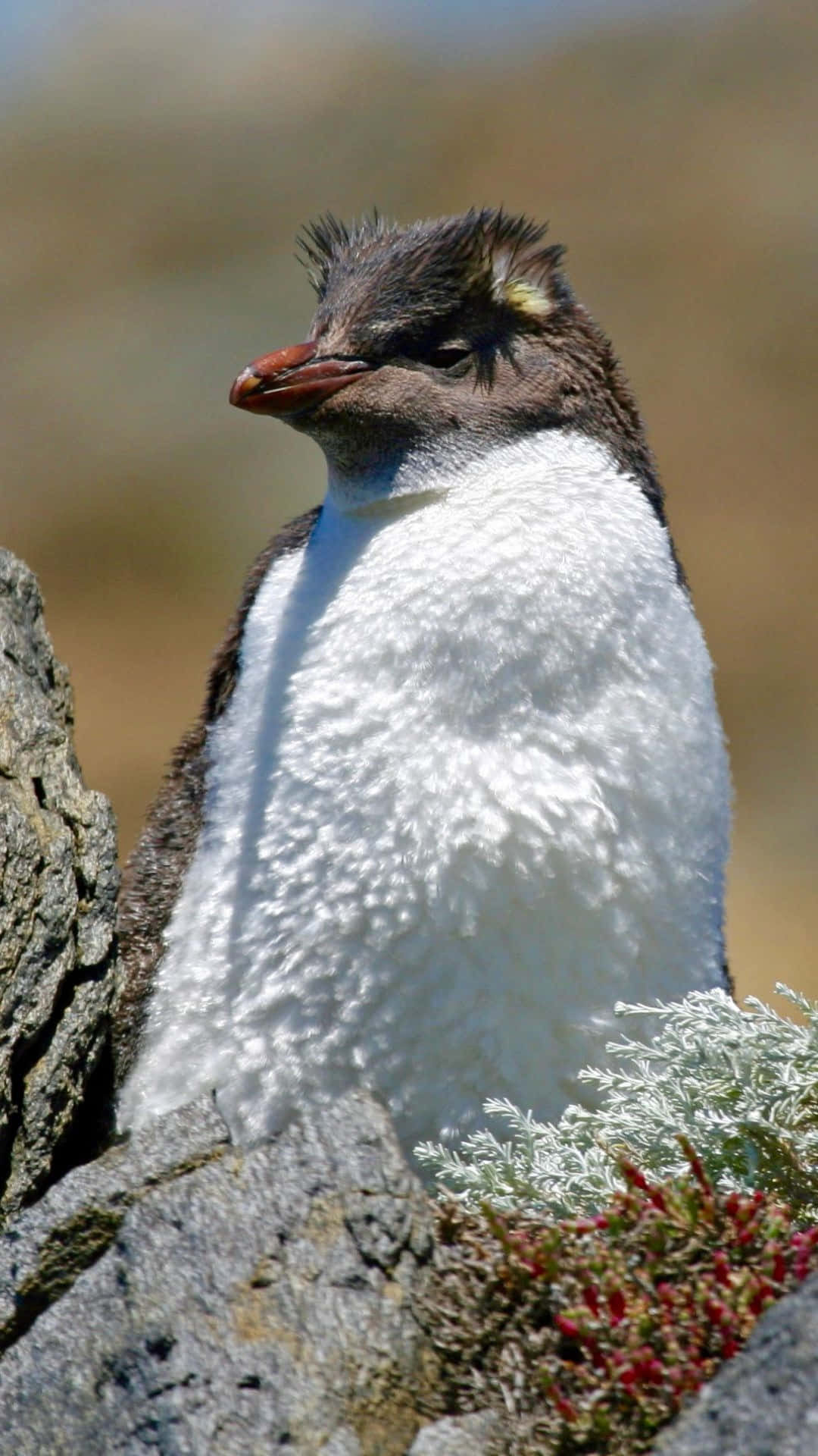 rockhopper penguin, rugged cliffside, soft-focus vegetation, Full HD Phone Wallpaper