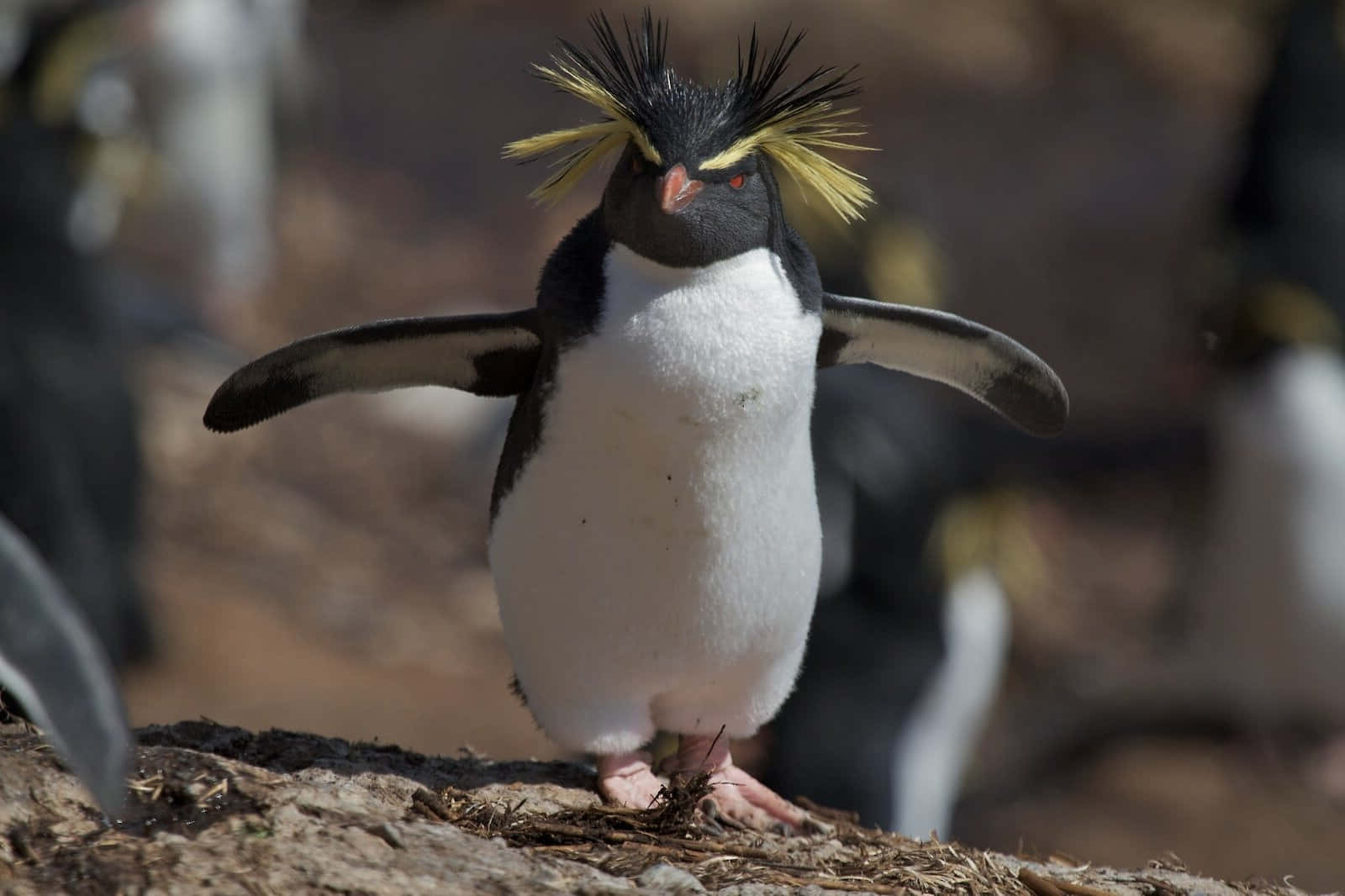 Rockhopper Penguin, rocky shore, wings spread, HD Desktop Wallpaper
