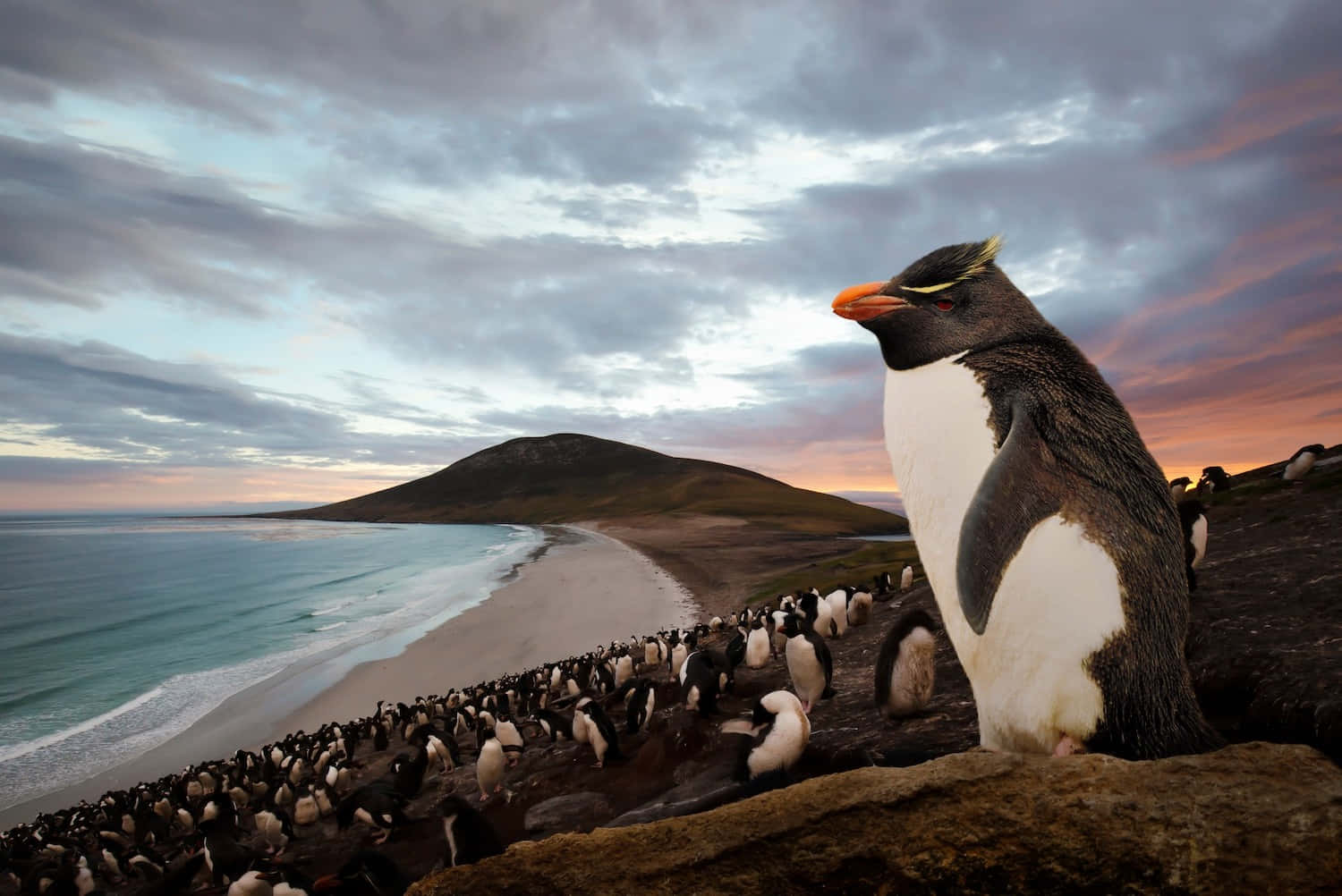 Rockhopper Penguin, sunset, coastal cliff, HD Desktop Wallpaper