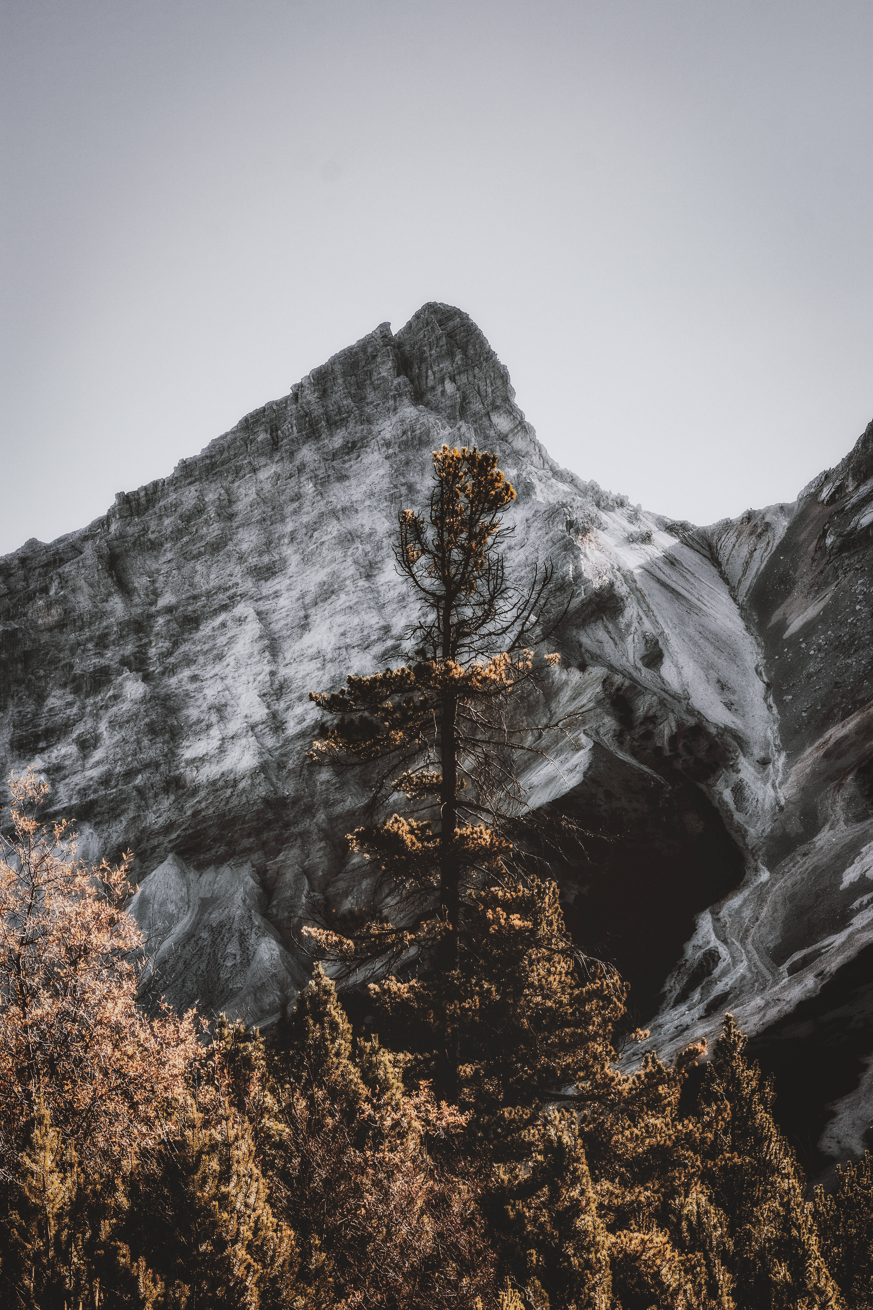 Rocky Mountain, golden tree, snow-dusted mountain peak, 5K Phone Wallpaper