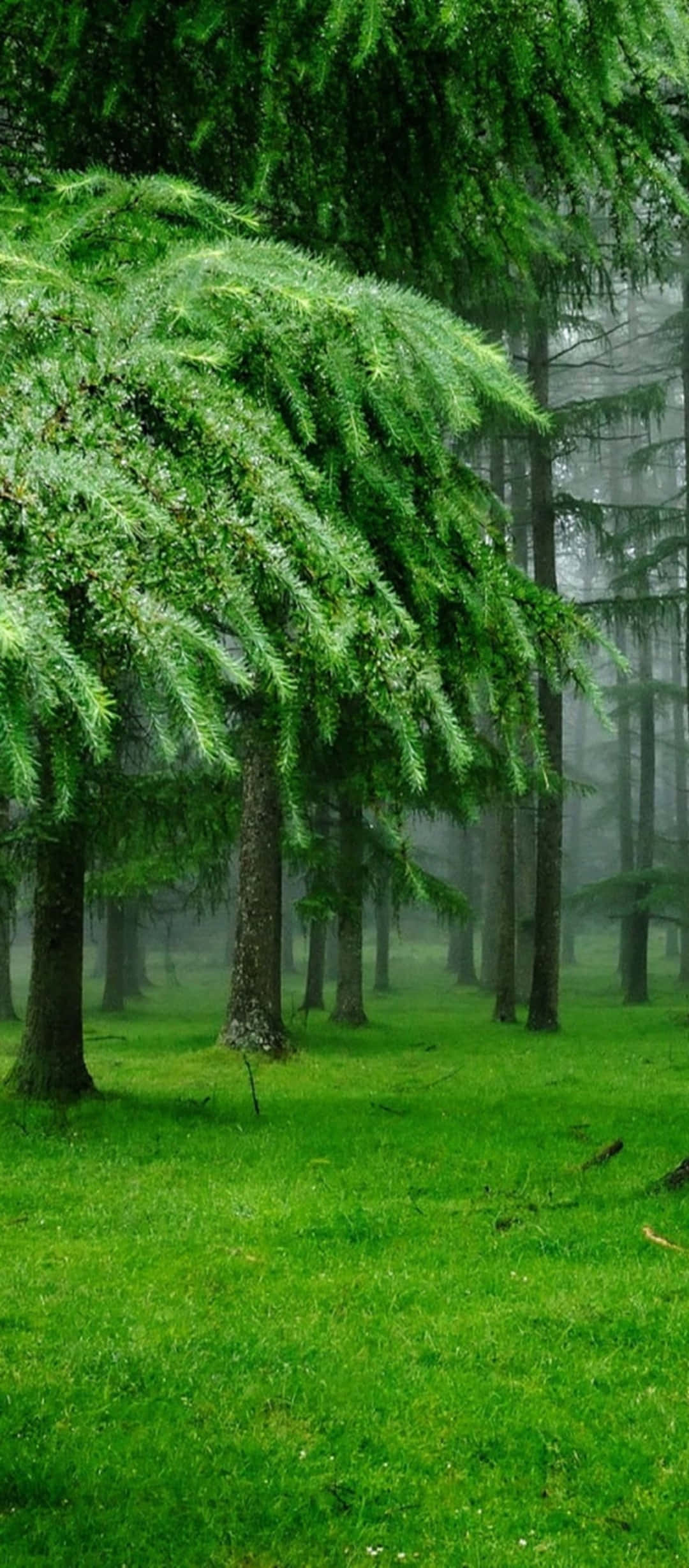 Rocky Mountains, misty forest, lush green pine trees, Full HD Phone Wallpaper