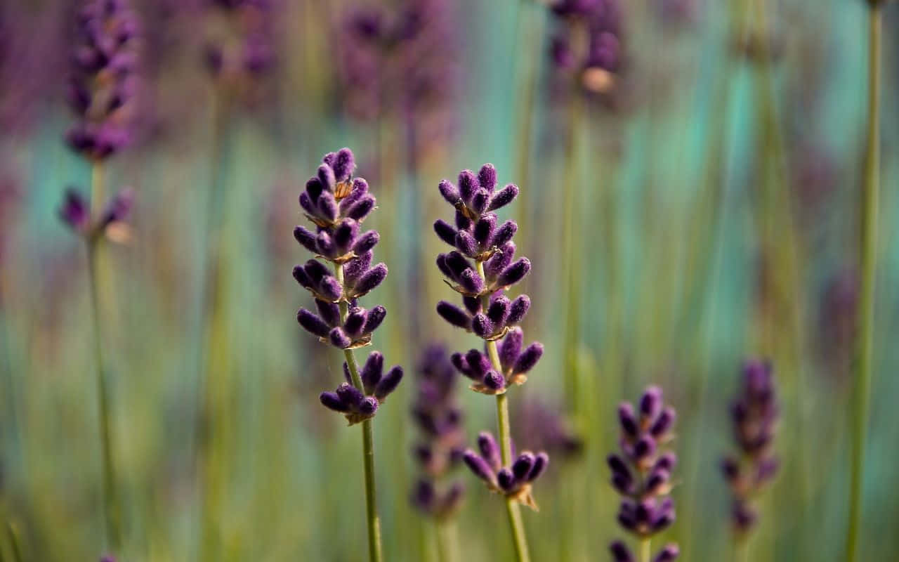 Rocky Mountains, vibrant purple lavender spikes, softly blurred field, HD Desktop Wallpaper