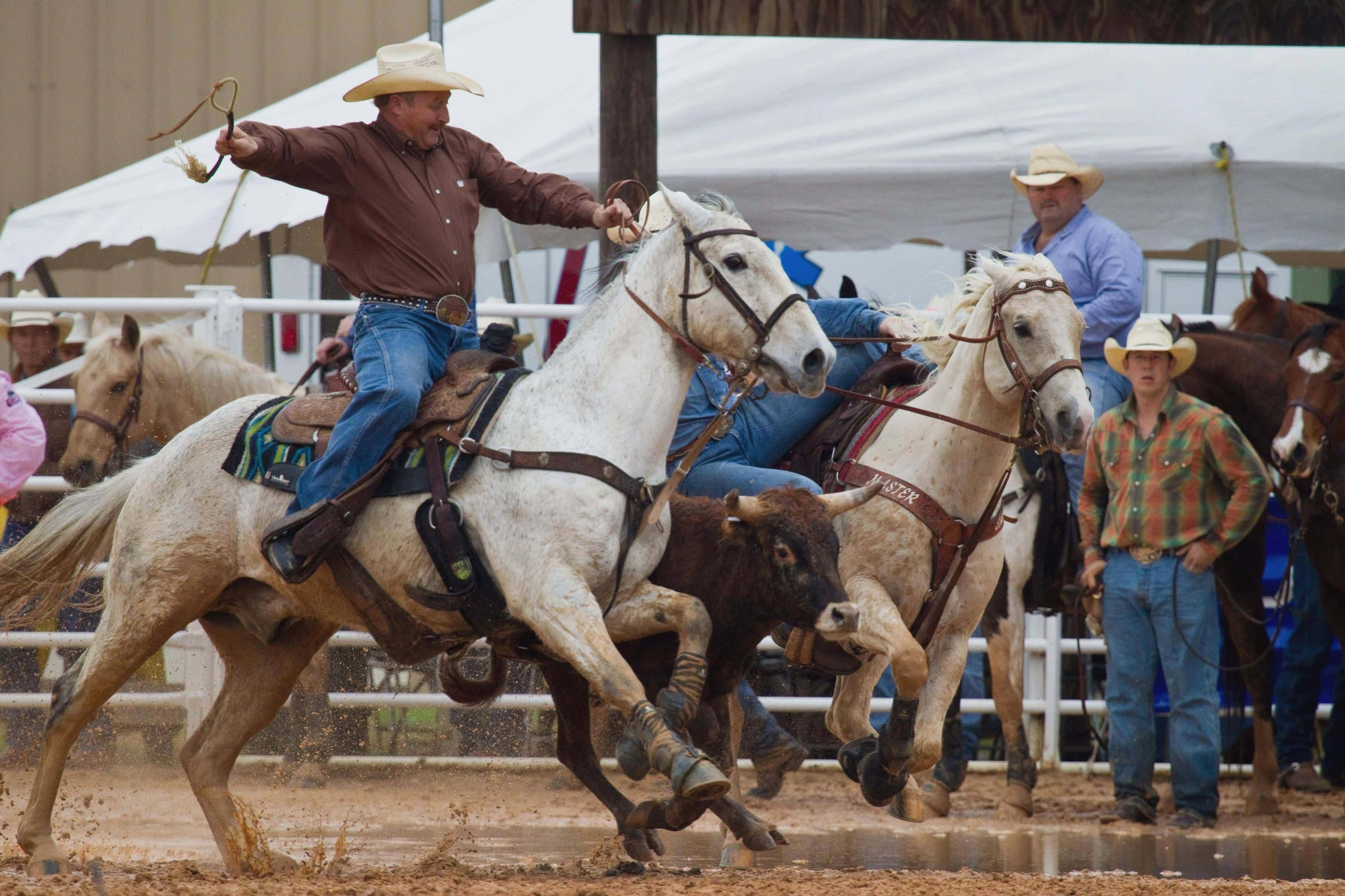 Rodeo, cowboy, white horse, 2K Desktop Wallpaper