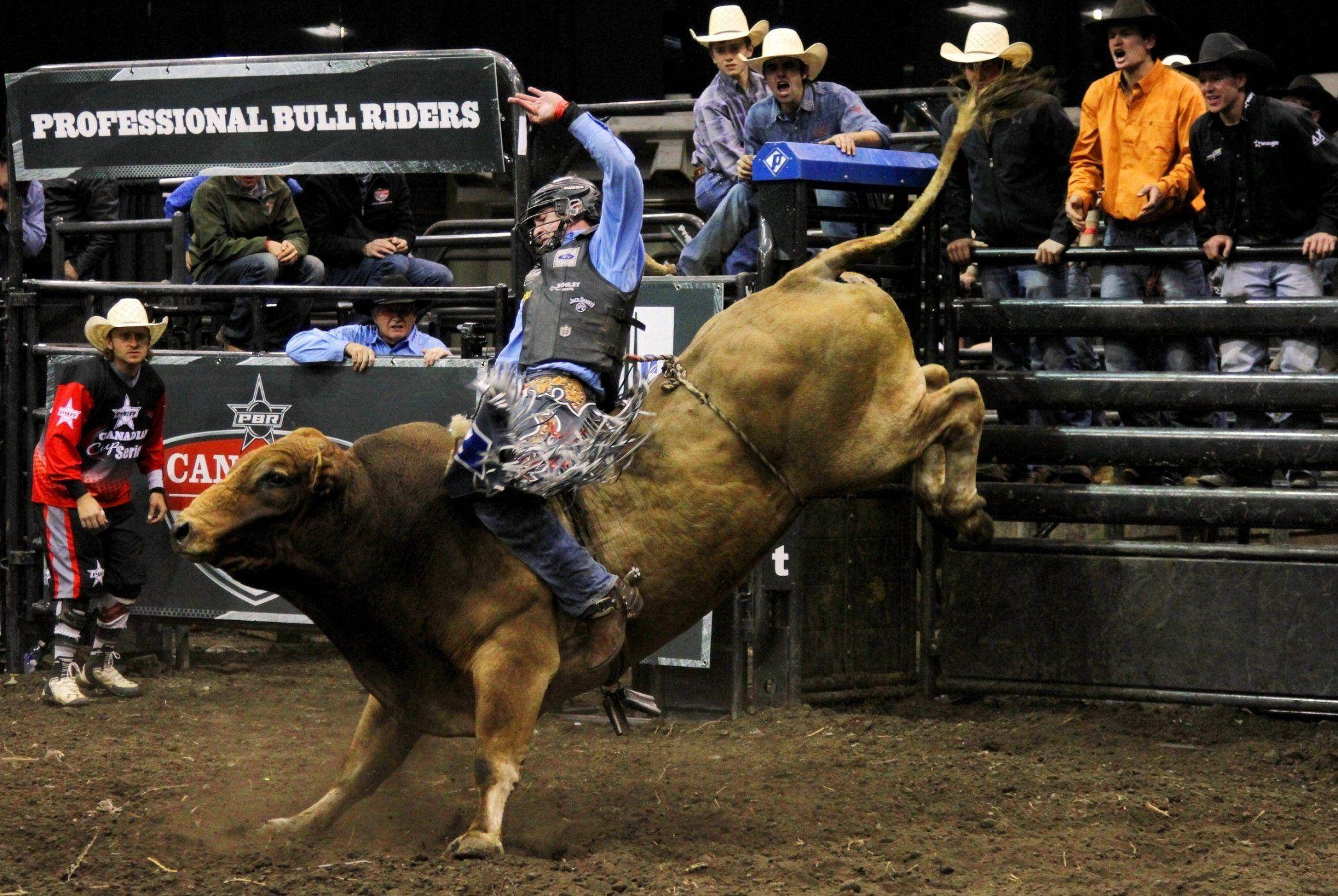 bull riding, professional bull riding, rodeo arena, Full HD Desktop Wallpaper