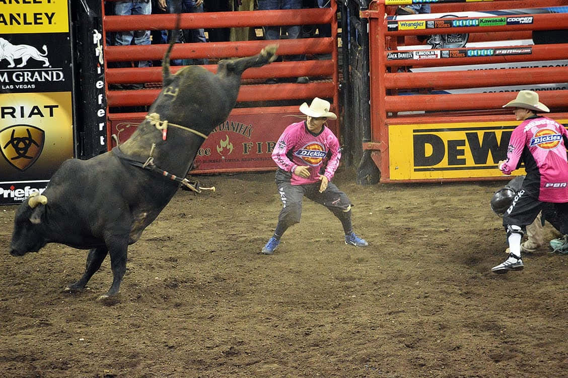 Rodeo, bullfighter, pink shirts, SD Desktop Wallpaper