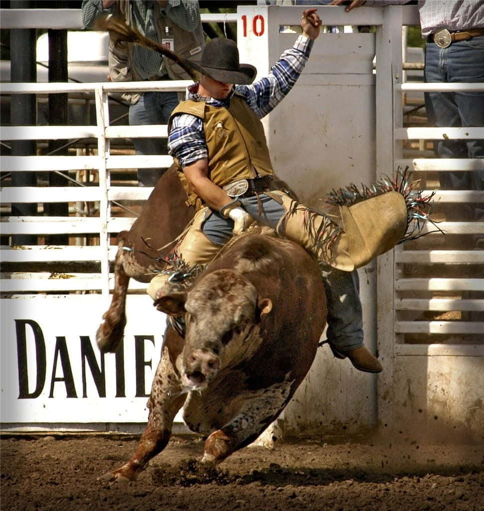 Rodeo, bronc rider, bucking brown bull, SD Phone Wallpaper